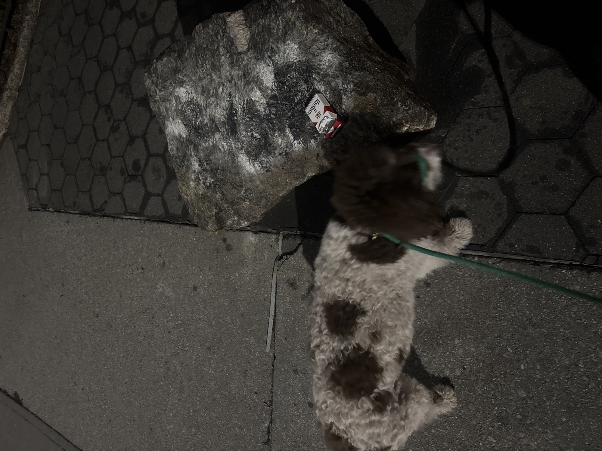 The image shows a street scene at night. A dog with white and brown fur is lying on a gray concrete sidewalk, attached to a green leash. Near the dog, a large, rough-textured gray rock sits next to a package of Marlboro cigarettes. The sidewalk transitions into a section of pavement made of hexagonal pavers. The location is in the city of New York, United States of America.