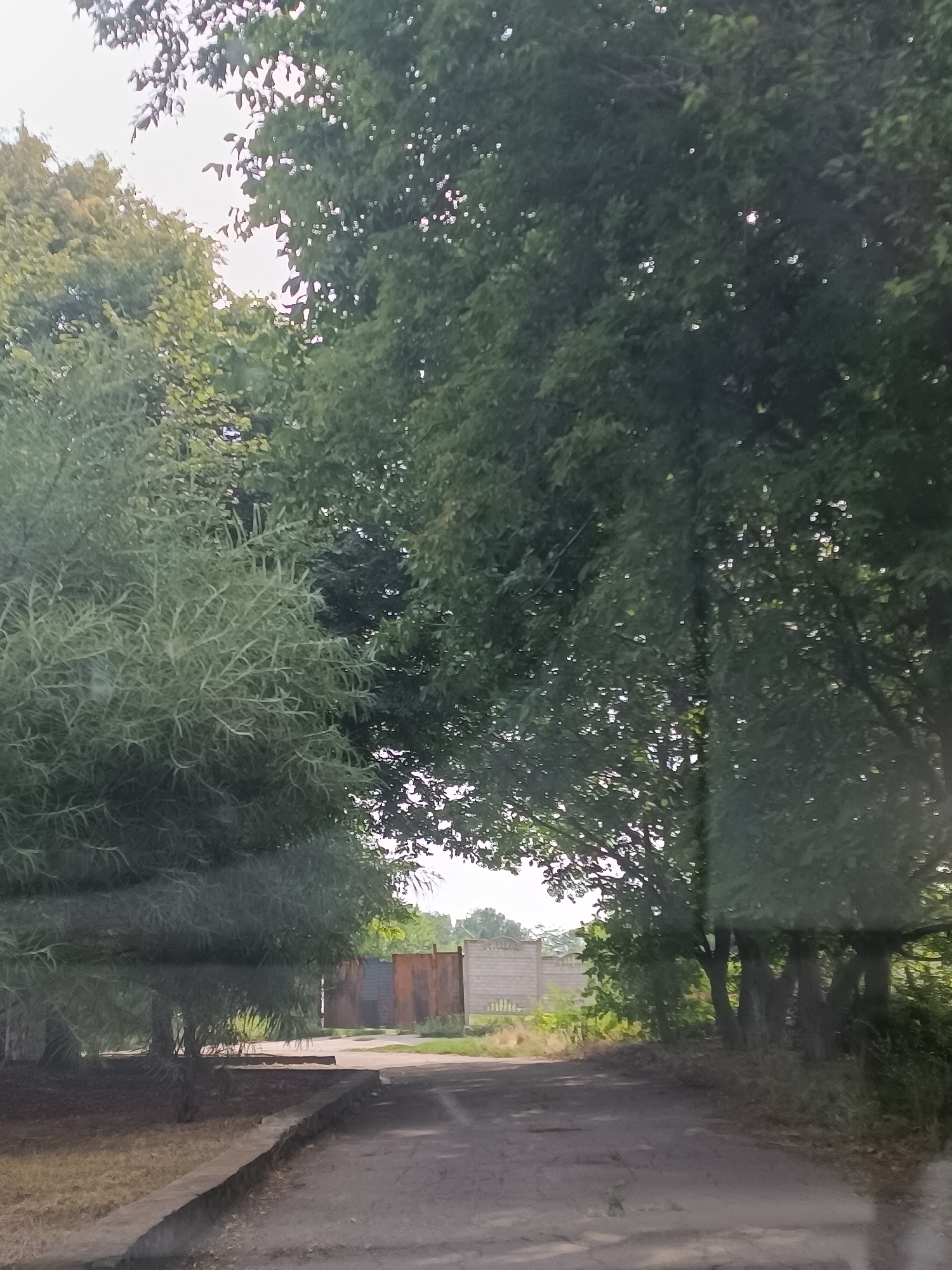 A paved road, partially cracked, leads into the distance, flanked by dry grass and vegetation. Tall trees with dense green foliage dominate the left and right sides of the frame, their branches creating a canopy that allows dappled sunlight to filter through. In the background, a concrete fence with decorative elements runs horizontally, and beyond it, several structures, including what appear to be corrugated metal panels of varying colors, are visible. The sky is overcast and bright. The scene is devoid of any human presence. The location is Soniachne, Ukraine.