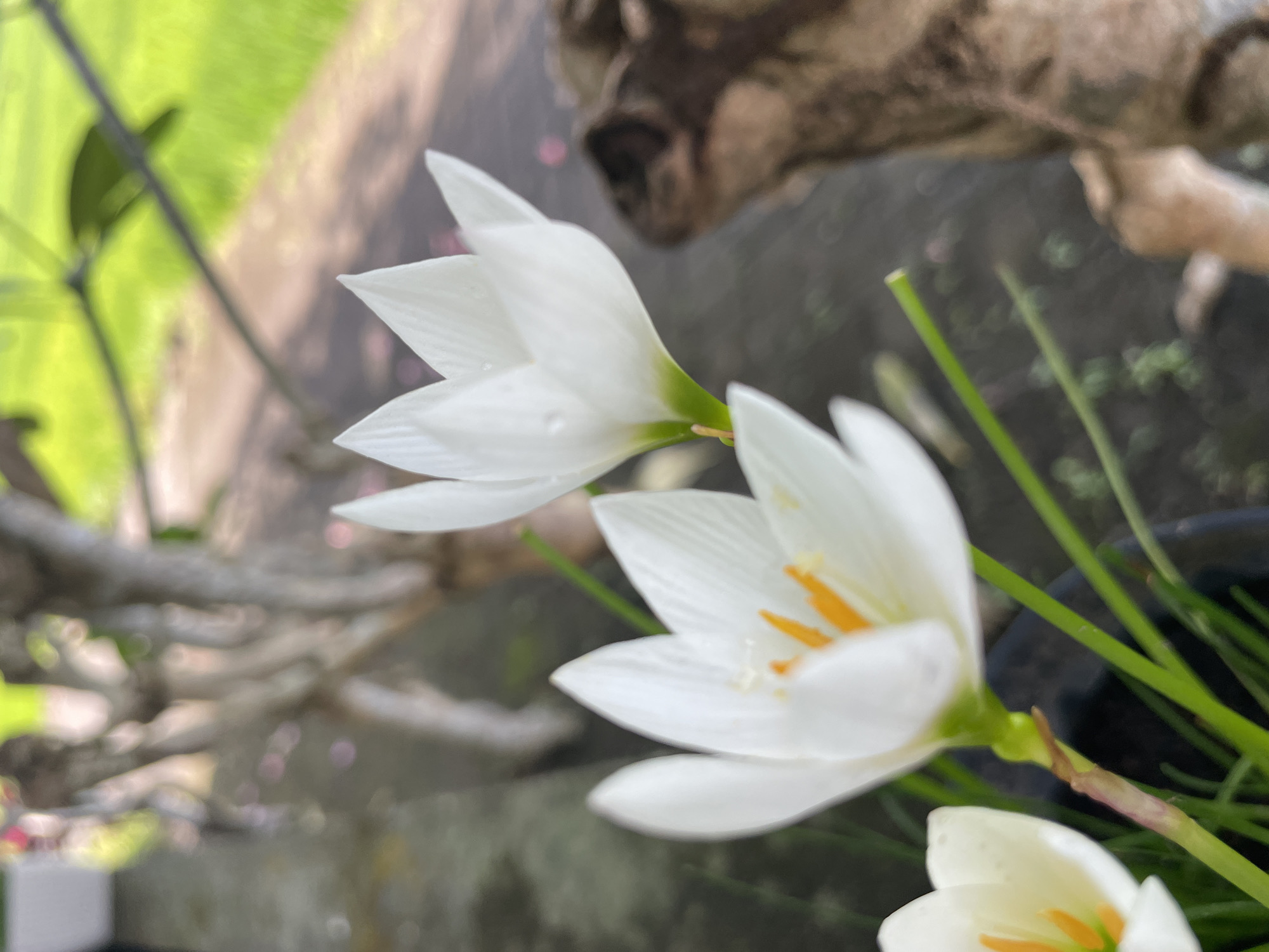 The image captures a close-up, slightly angled view of two white, lily-like flowers in bloom, set against a softly blurred background. The flowers, likely rain lilies (Zephyranthes), are the primary subjects and are in sharp focus. Each flower features delicate white petals and prominent yellow-orange stamens in their centers. A small, glistening water droplet is visible on one of the petals of the flower positioned slightly higher and to the left.
The flowers are growing on slender green stems, and more green, grass-like leaves are visible in the lower right portion of the frame, suggesting they are potted plants within a dark-colored container, partially visible at the bottom right.
The background is highly out of focus, creating a bokeh effect. It consists of patches of bright green, likely other foliage or distant garden elements, and blurred brown and grey shapes, which could be natural wood, branches, or rocks, suggesting an outdoor garden or patio setting. The lighting indicates it is daytime, and the presence of a water droplet hints at recent rain or morning dew, adding a sense of freshness to the scene. There is no visible text in the image.