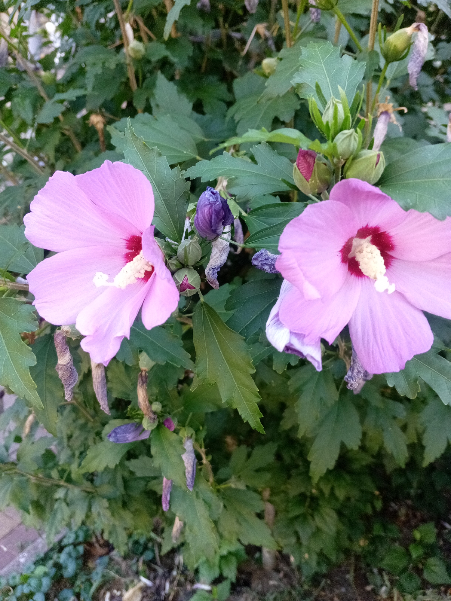 A close-up, eye-level shot captures two vibrant pink hibiscus flowers in bloom against a backdrop of lush green foliage. The flowers are large and delicate, with ruffled petals and a deep red center. One flower is in sharp focus on the left, its pistil and stamens a bright yellow. The second flower on the right is slightly softer in focus, but equally striking. Several unopened buds, in various stages of development, are visible amidst the leaves. The environment appears to be a garden or park setting, with the soft glow of natural light illuminating the scene. The image does not contain people or any indication of a specific location within Tiachiv, Ukraine, beyond the general impression of an outdoor, cultivated space.