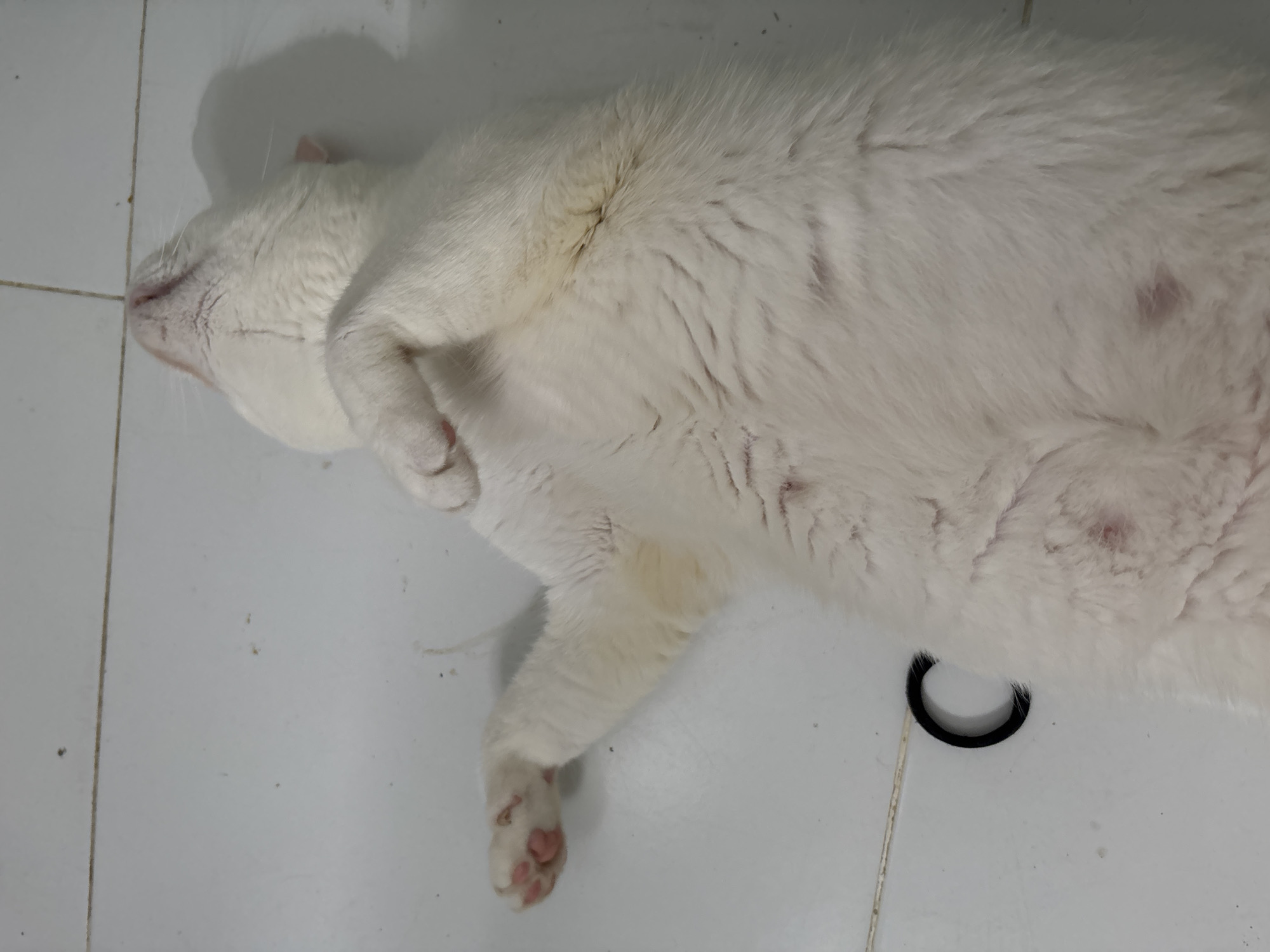 A white cat lies on its side on a white tiled floor. Next to the cat is a black hair tie. The location is North Jakarta, Indonesia.