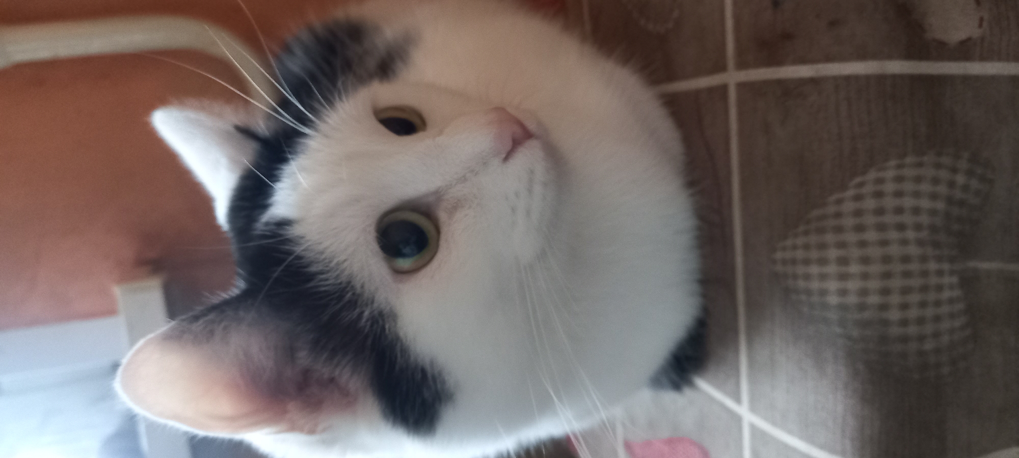 A black and white cat is lying on a surface with a tiled pattern. The cat is facing to the right, with its head tilted slightly upwards. Its eyes are open and are a light green color. The cat has black markings on its head and ears, and its body is primarily white. The surface it is lying on is brown and beige, with a grid pattern of white lines. The background is out of focus and appears to be a solid, warm color, possibly a wall or fabric. The lighting suggests it is indoors, possibly near a window. No specific location within Izhevsk, Russia can be identified from the image.