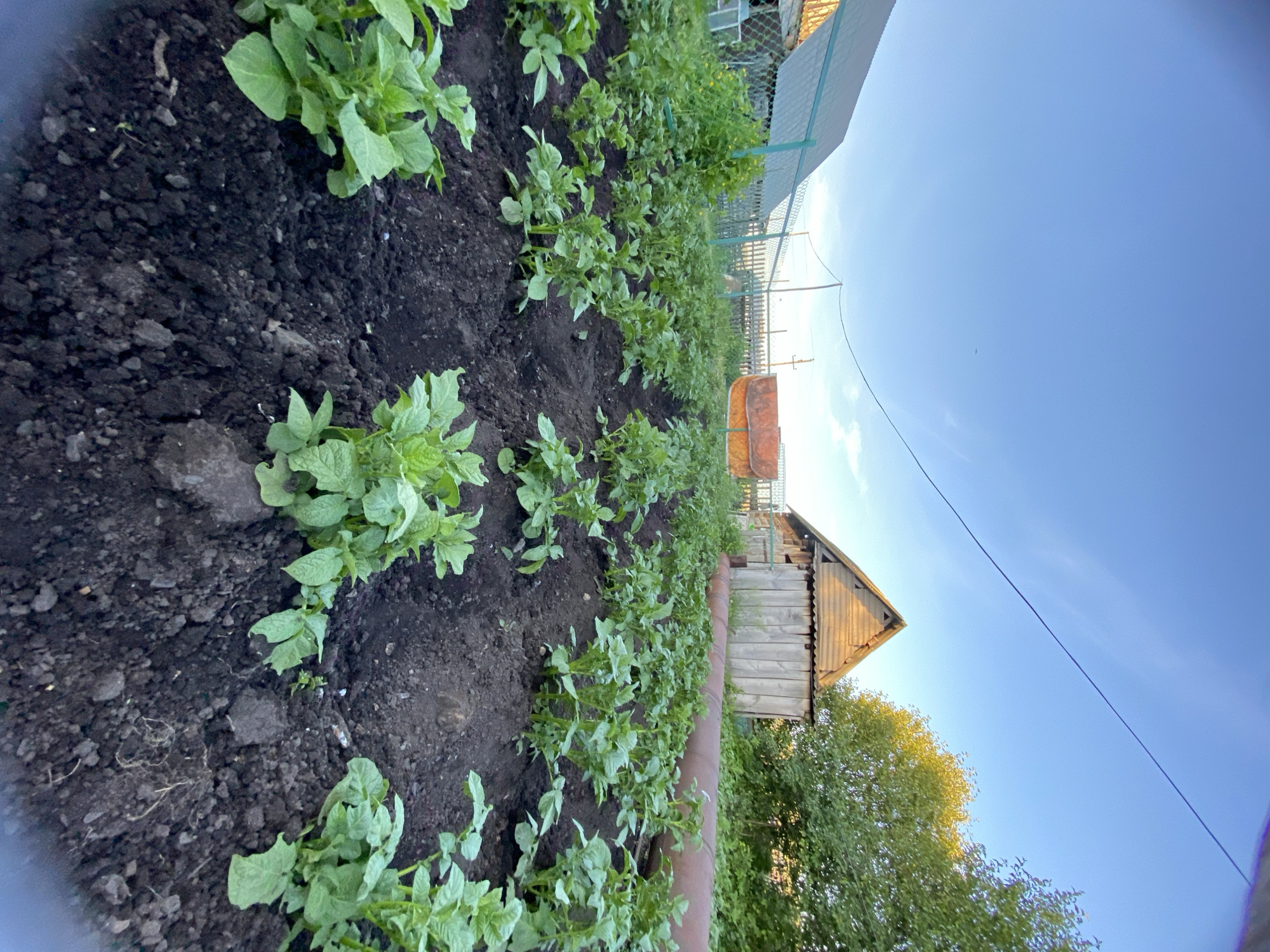 The image depicts a garden plot with rows of young potato plants in dark soil. In the background, there is a wooden shed with a corrugated metal roof and a large metal pipe running horizontally along the ground. Further back, a green metal fence encloses the property, and beyond that, a house with a green roof is visible. Trees and foliage are present on the right side of the image. The sky is blue with some light clouds. This scene is located in the village of Maloarslangulovo, Russia.