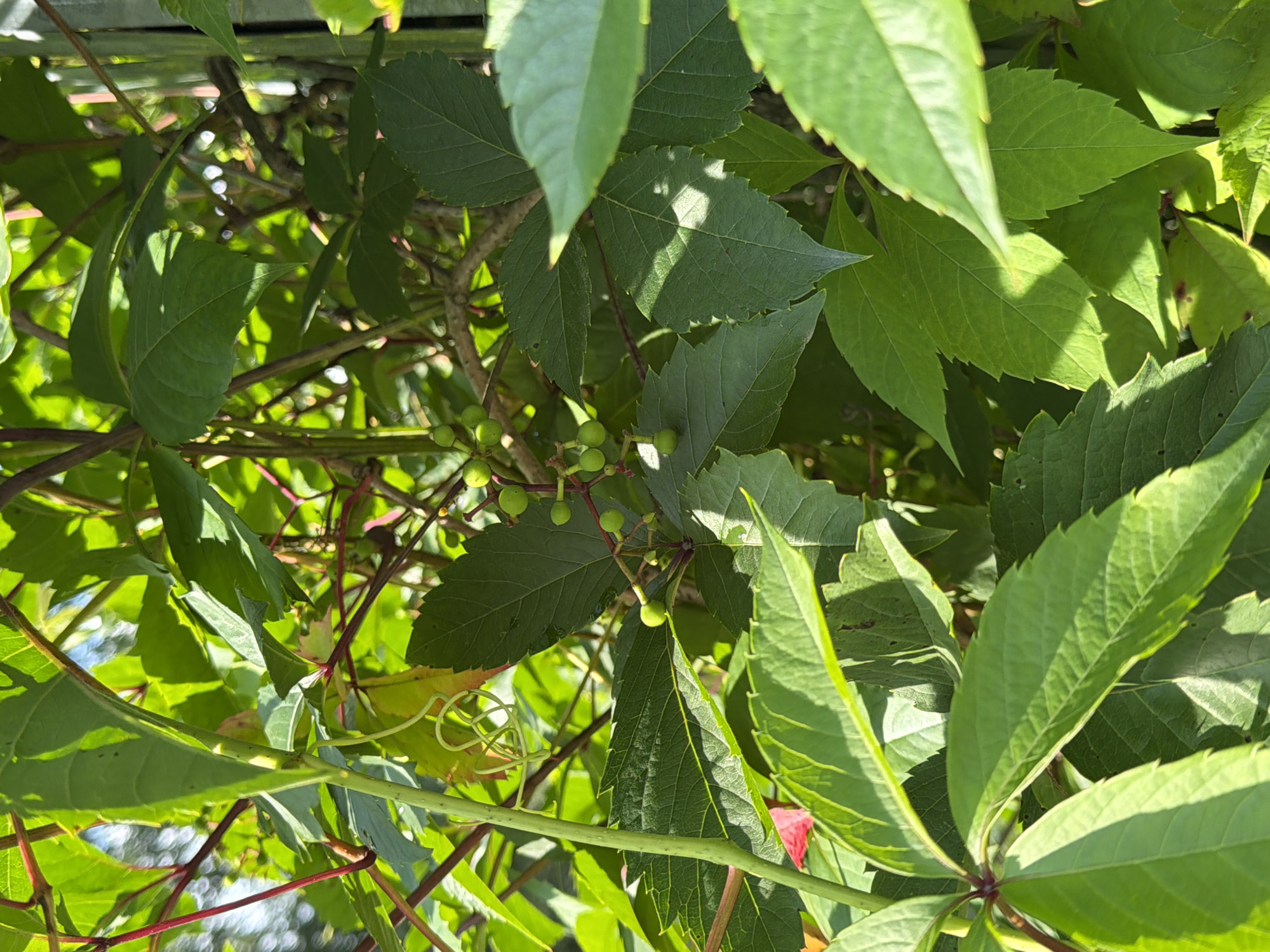 A close-up, eye-level, outdoor shot captures a dense cluster of vibrant green leaves and reddish-brown stems of a vine plant. The foliage is lush, with some leaves displaying serrated edges and prominent veins. Small, round, green berries are visible in clusters amongst the leaves and stems. Sunlight filters through the leaves, creating dappled shadows and highlighting the textures of the plant. The background is out of focus, showing hints of blue sky and possibly other foliage. The scene appears to be a natural, overgrown area, possibly a garden or park, in the city of Pokrov, Russia. There are no people or animals visible in the image.