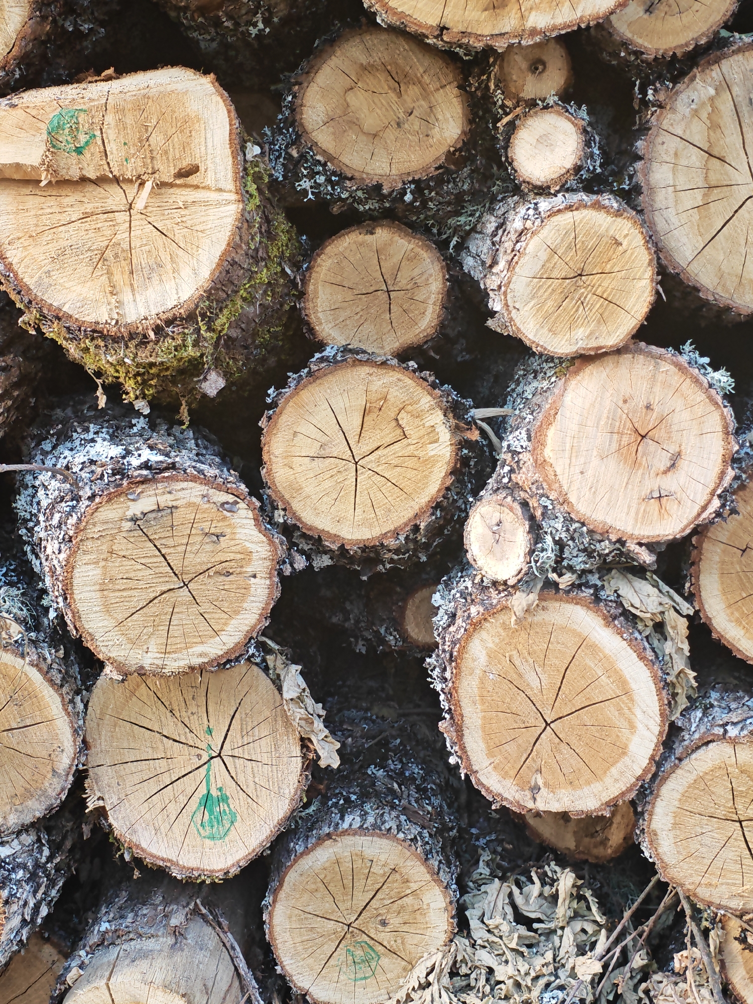 This image displays a close-up, high-angle view of a substantial stack of cut timber logs, located in Ivaylovgrad, Bulgaria. The logs vary in diameter, ranging from approximately 5 cm to 30 cm, and are primarily oriented with their cross-sections facing the viewer, revealing the concentric growth rings and radial medullary rays characteristic of tree trunks. Multiple logs exhibit prominent cracks extending from the center outwards, indicative of drying and seasoning processes. The wood itself is light brown to tan in color, with some areas appearing lighter due to weathering or fresh cuts.
The bark on many of the logs remains intact, displaying a rough, textured surface. This bark is partially covered by patches of light green moss and white to pale blue-grey lichen, suggesting an outdoor environment with exposure to moisture and light over time. In several instances, a bright green, irregular paint-like mark is visible on the cut end of a log, possibly indicating a forestry or sorting designation. The gaps between the logs reveal darker, shadowed areas, potentially indicating the depth of the stack or detritus such as dried leaves and twigs. No human figures or man-made structures are visible, focusing solely on the natural composition of the stacked wood and its associated organic growth.