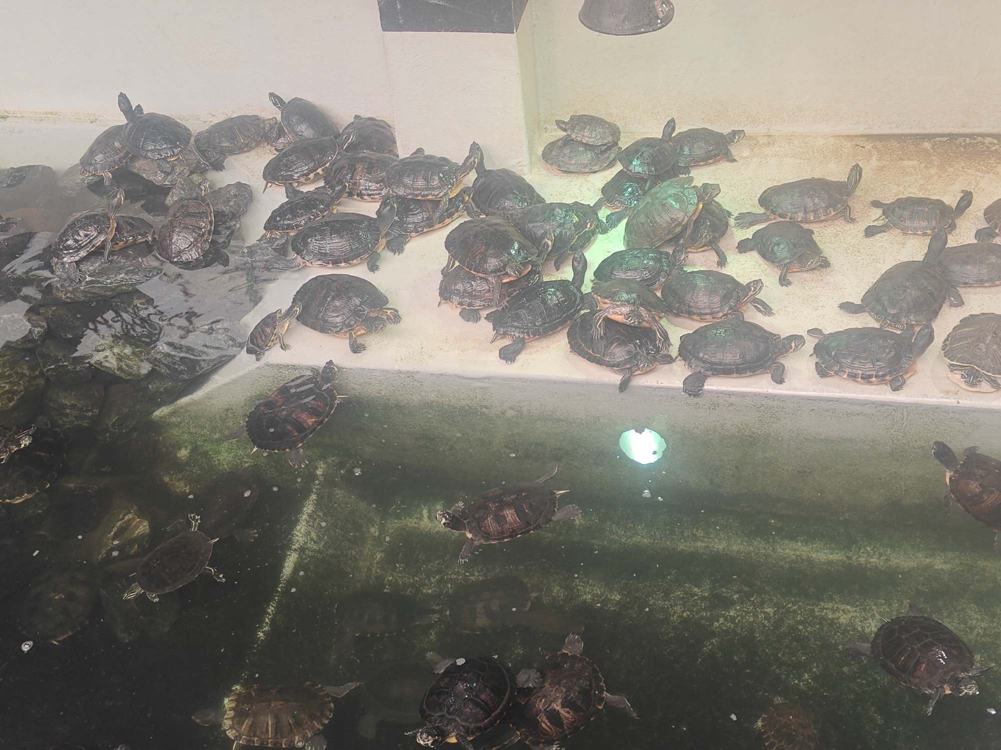 This image shows a large group of red-eared slider turtles in a shallow, murky tank. Many turtles are basking on rocks and the edge of the tank, while others are swimming in the water. The tank appears to be in an indoor enclosure, possibly a zoo or educational facility, given the artificial lighting visible at the top of the image. The water is green with algae, and there are some small bubbles visible. The turtles are varied in size, with some appearing to be juveniles and others adults. The scene is located in Cambron-Casteau, Belgium.