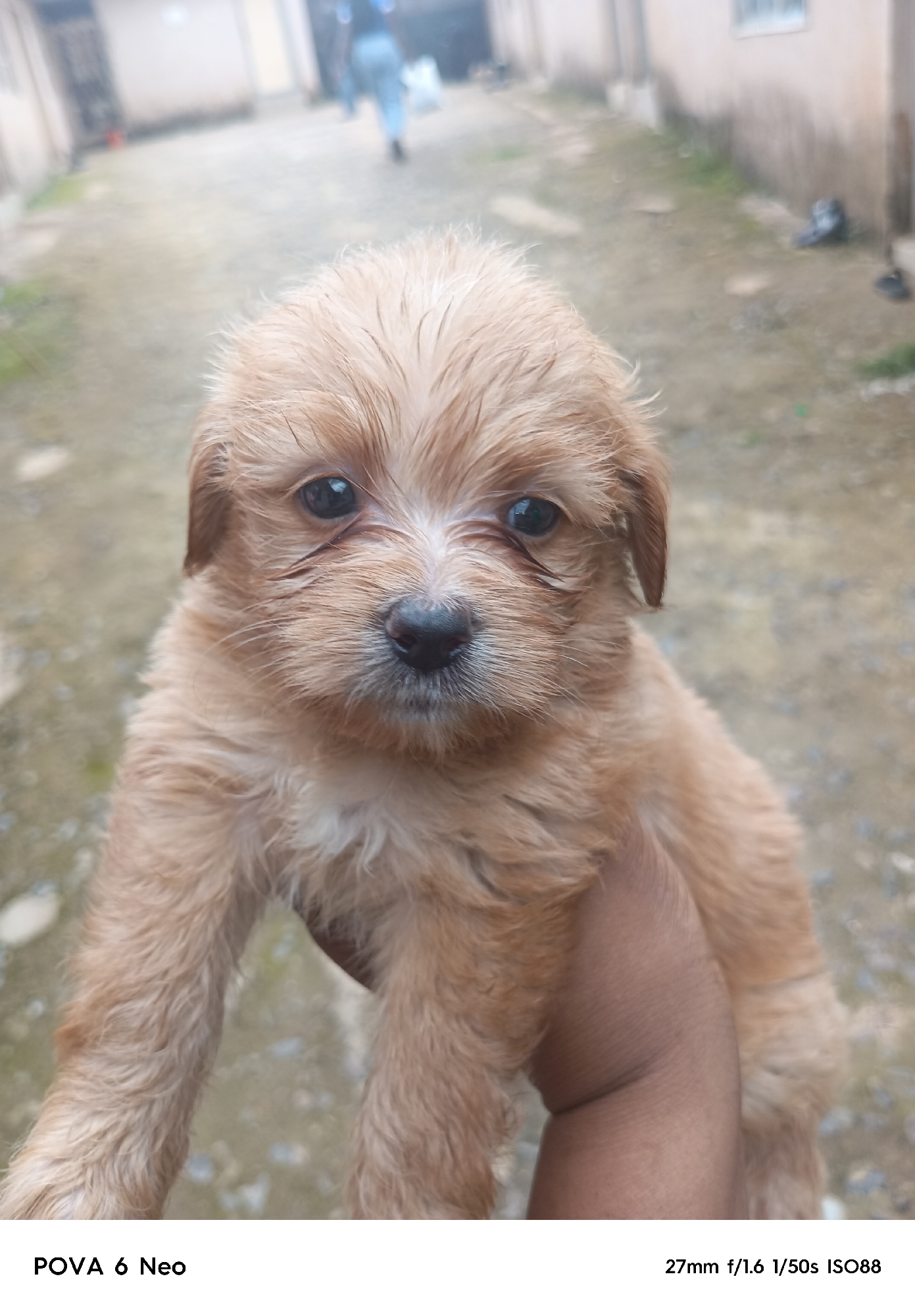 A light brown puppy is held in a person's hand, with its face close to the camera. The puppy has dark eyes, a black nose, and shaggy fur. The background is blurred and shows a pathway with buildings on either side. In the distance, two people are walking away. The scene appears to be outdoors during the day.
Text overlay at the bottom left reads "POVA 6 Neo". Text overlay at the bottom right reads "27mm f/1.6 1/50s ISO88".