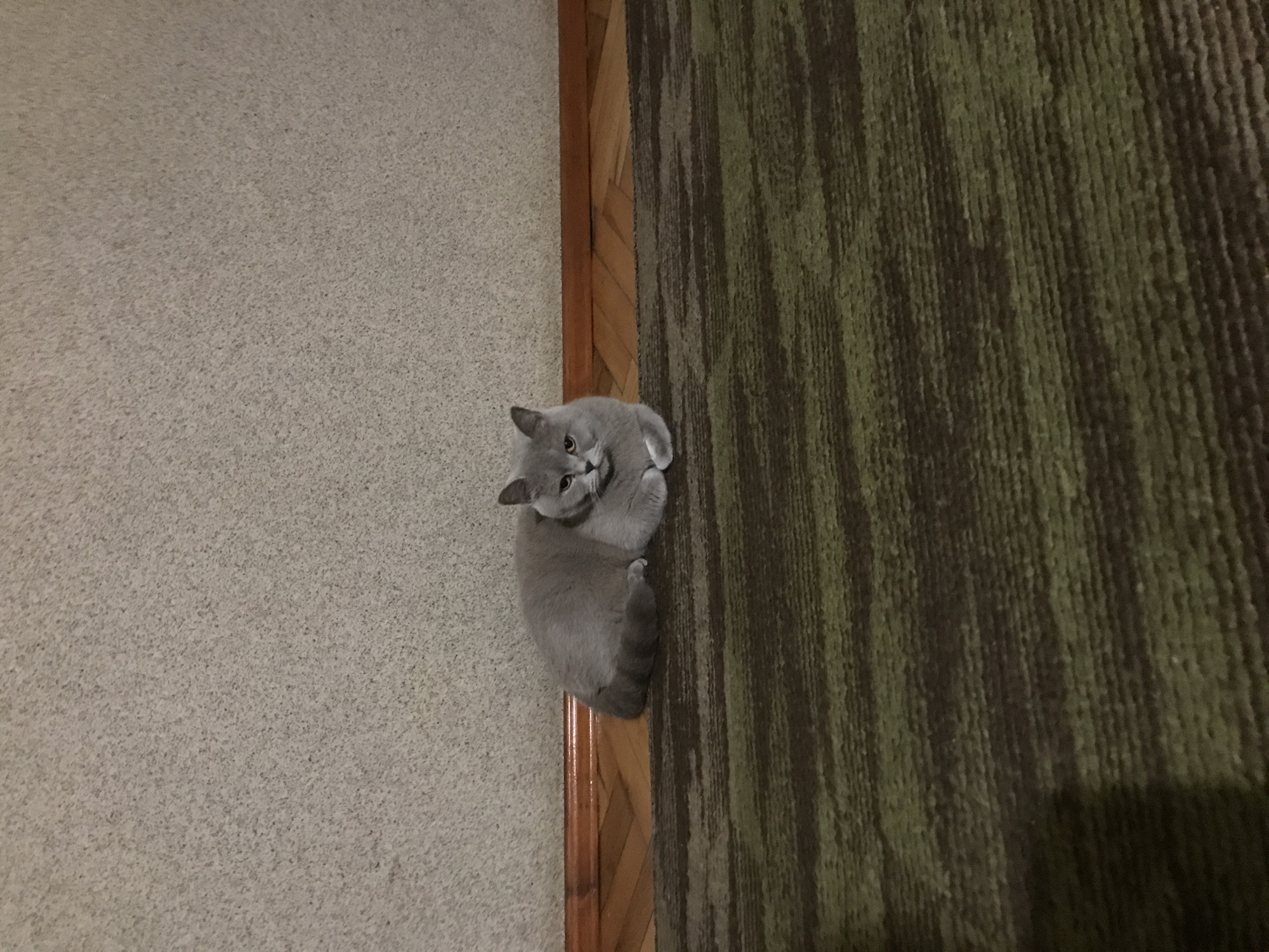 A gray shorthair cat is curled up on a striped green and brown rug. The rug is positioned next to a wooden border and a beige carpet. The scene is likely indoors. There are no indications of the specific location within Ternopil, Ukraine.