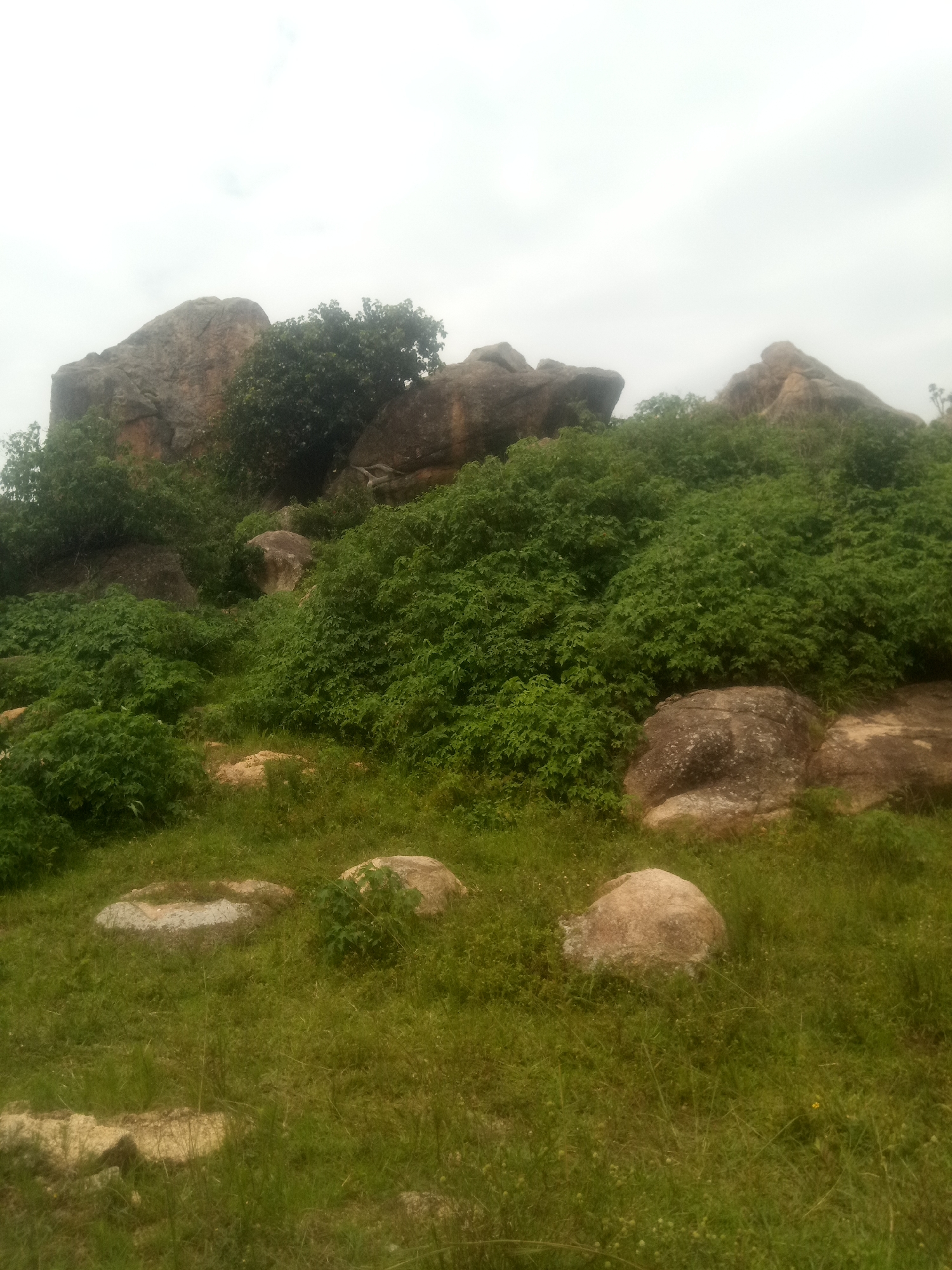 A panoramic outdoor shot captures a rugged landscape dominated by large rock formations and lush green vegetation. The rocks, varying in size and shape, are scattered across the scene, with some forming imposing peaks in the background. Dense green bushes and trees cover the slopes, creating a vibrant contrast with the earthy tones of the rocks. The ground is carpeted with grass, and a few smaller rocks are visible in the foreground. The sky above is overcast, casting a diffused light over the entire scene. The image appears to be taken in a natural setting, possibly a rocky hillside or mountainous terrain.
