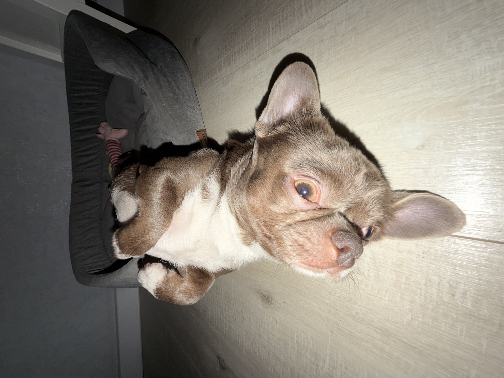 A dog is lying in a gray dog bed on a light-colored wooden floor. The dog has a brown and white coat, with its head resting on the floor. A stuffed toy with red and white stripes is visible in the dog bed. The scene is indoors. The location is not specified in the provided image, and therefore cannot be specified as Votkinsk, Russia.