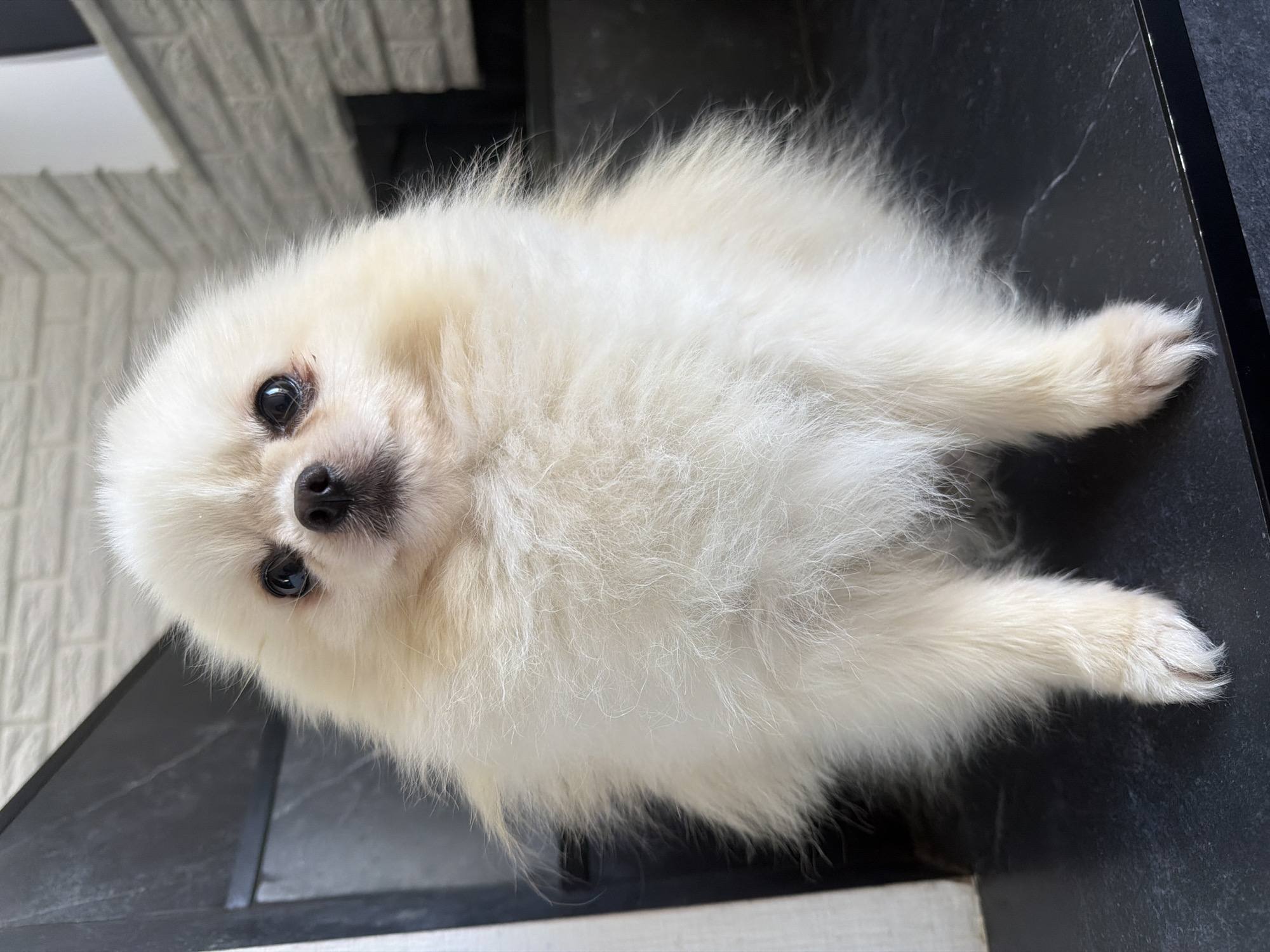 A fluffy, cream-colored Pomeranian dog is seated on a dark, glossy surface in an indoor setting. The dog is facing the camera, with its head tilted slightly. Its eyes are dark and expressive, and its nose is black. The dog's fur is voluminous and appears to be brushed out, creating a rounded silhouette. The background is out of focus, but appears to include a textured wall resembling brick and a dark, angled surface. The lighting is bright, illuminating the dog and casting subtle shadows. The overall impression is that of a well-groomed pet in a domestic environment.