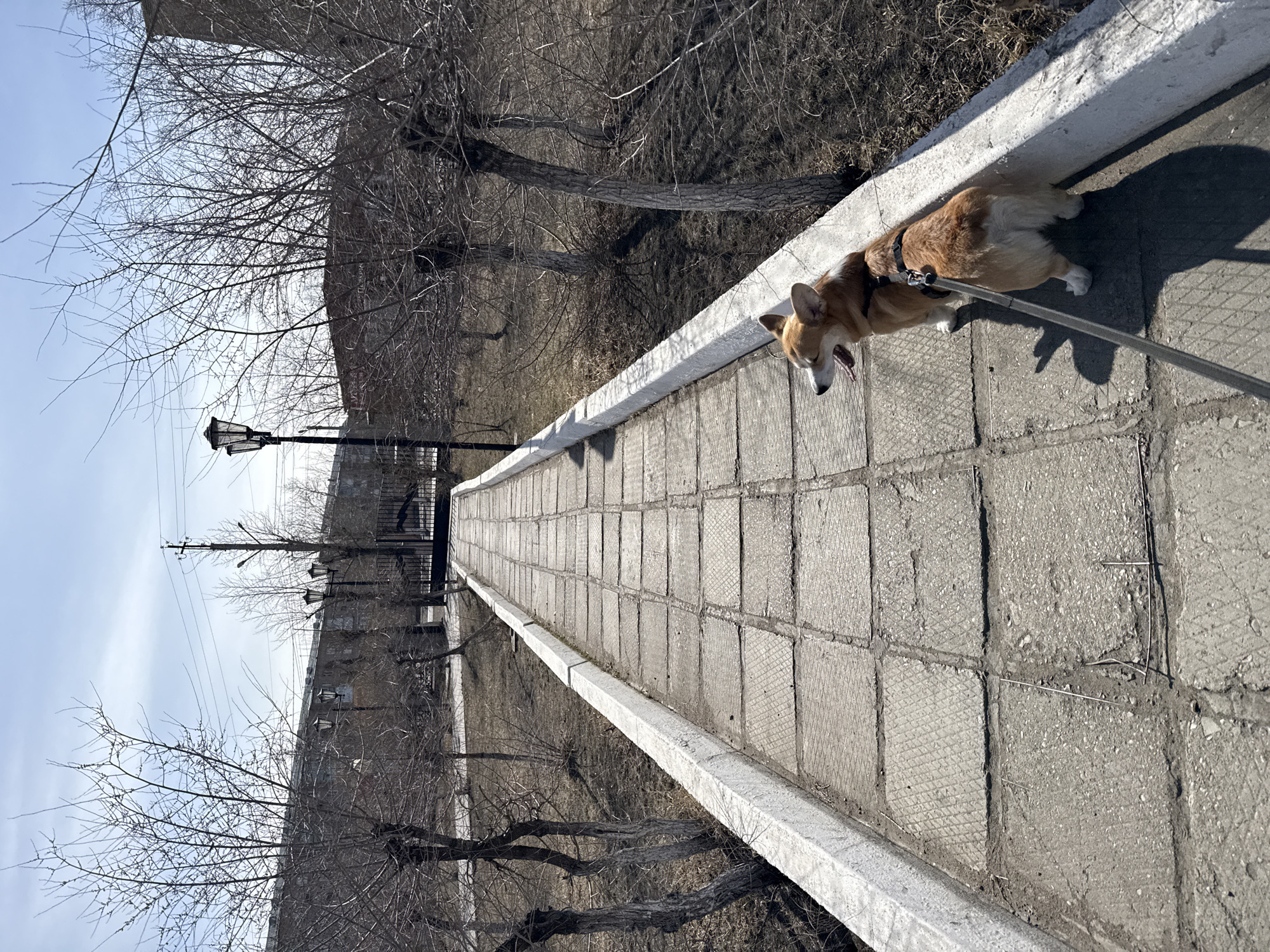 A Corgi dog on a leash is depicted walking along a concrete pathway in Borzya, Russia. The dog, predominantly brown and white with a dark harness, is captured mid-stride, seemingly panting or yawning with its tongue extended. A gray leash trails from its harness.
The pathway is composed of rectangular concrete slabs, some displaying a textured, cross-hatch pattern, while others appear more worn. A low, white concrete barrier or curb runs alongside the path on the right, separating it from a lower-lying area filled with numerous bare trees, suggesting late autumn, winter, or early spring.
In the background, beyond the trees, a building is visible under a clear, bright blue sky. A lamppost stands prominently near the path's edge, and a utility pole with overhead wires can be seen further in the distance. The long, distinct shadows cast by the dog and the barrier indicate a sunny day, likely during the late morning or early afternoon. No visible text is present in the image.
