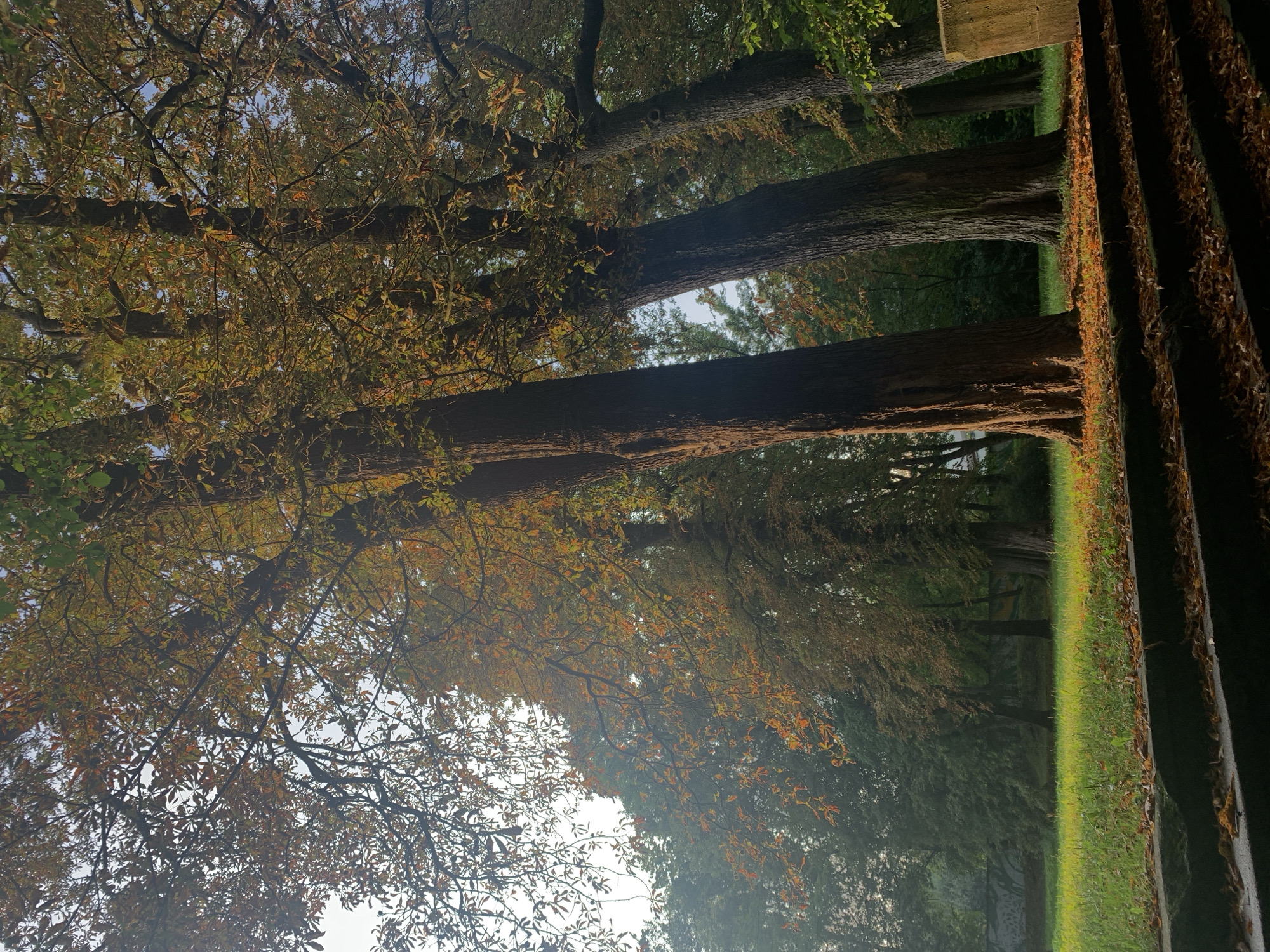 The image depicts a park scene with several large trees whose leaves are displaying autumnal colors of green, yellow, and orange. Sunlight filters through the branches, creating dappled light on the grass below. In the foreground, there are dark stone steps covered with fallen leaves. The background shows more trees and a hint of a wall with a mural. The scene is quiet and serene, suggesting a peaceful morning or afternoon in a park. This image was taken in the Adam Mickiewicz University Botanical Garden in Poznan, Poland, a popular public space known for its diverse flora and tranquil atmosphere.
