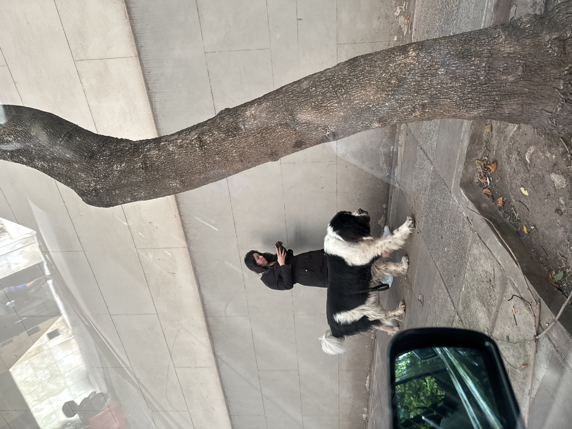 A person in a black jacket and a black hat looks at their phone, standing beside a black and white dog on a concrete sidewalk. A tree branch stretches across the upper portion of the frame. The scene is viewed through a car window, with the side mirror visible in the lower right. The location is likely Buenos Aires, Argentina, based on the visible details and characteristics of the environment.