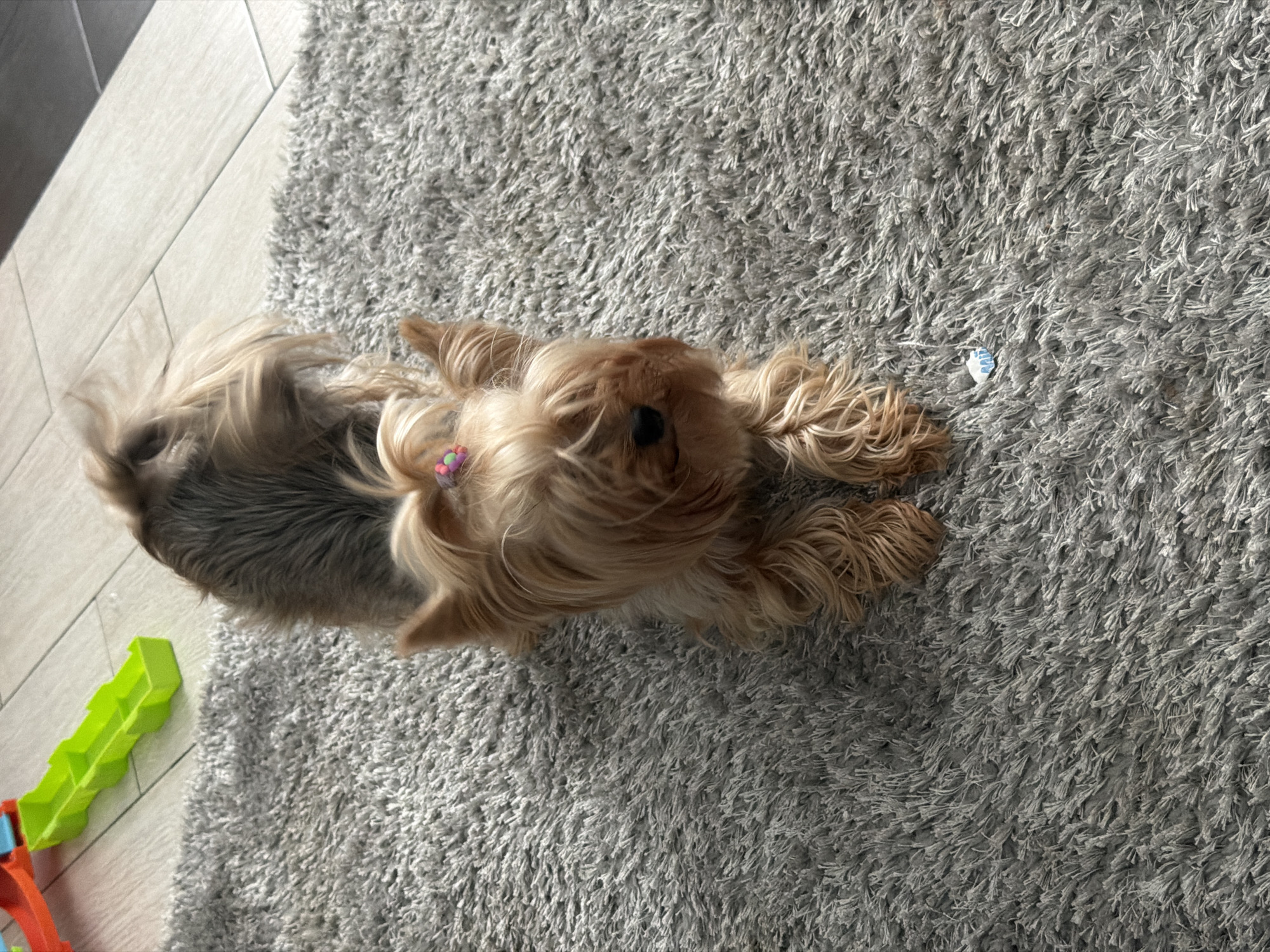 A Yorkshire Terrier dog lies on a gray shag carpet. The dog's fur is light brown and gray. The dog has a pink bow on its head. In the background, there are some colorful toys and a tiled floor. The image does not provide any information about the location in the city of Bila Tserkva, Ukraine.
