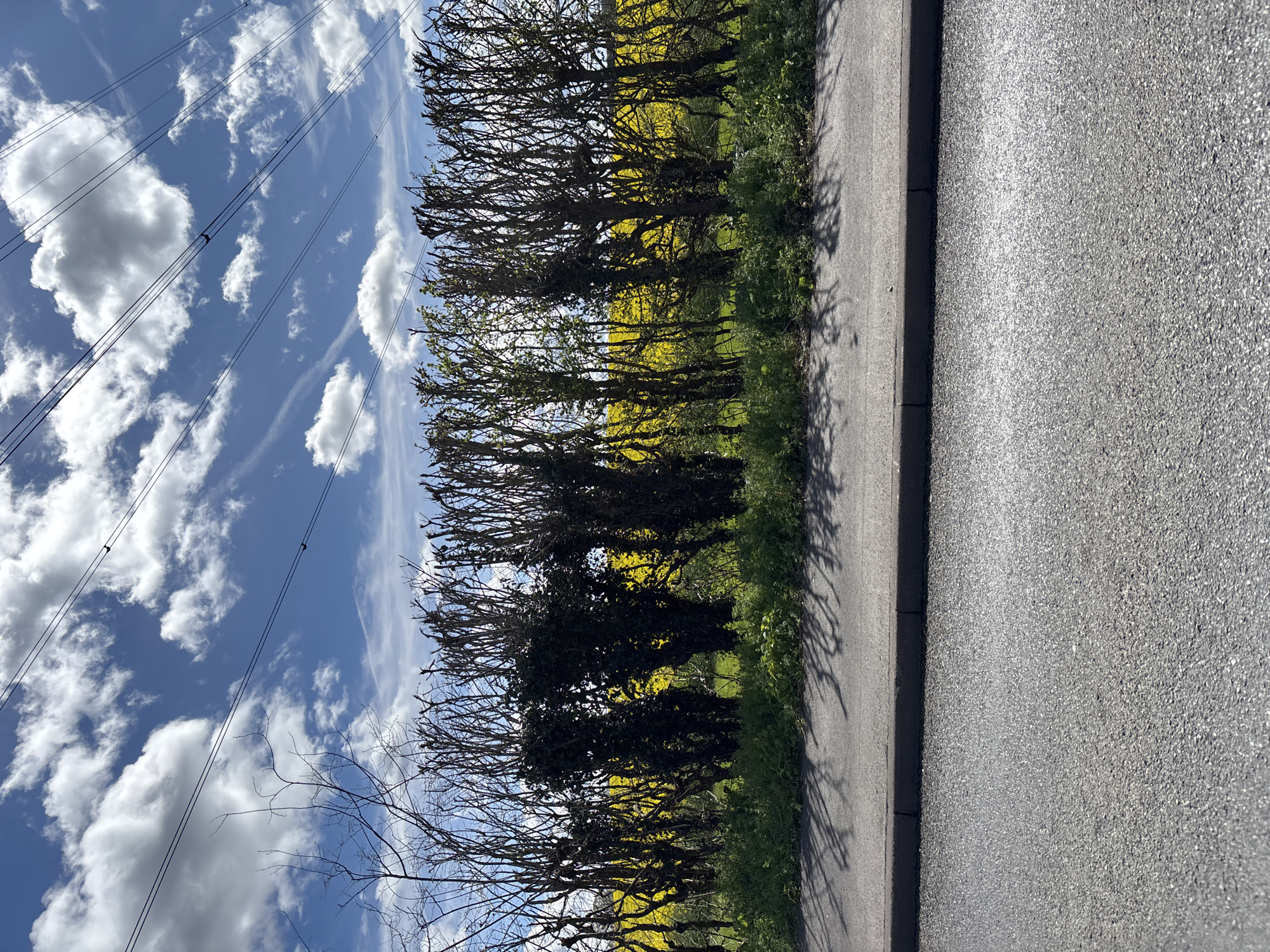 The image depicts a roadside scene in Broxbourne, United Kingdom, characterized by a clear, blue sky with scattered cumulus clouds and high-voltage power lines extending across the upper left portion. A row of trees and shrubs flanks the roadside, with visible yellow flowering plants behind the trees, suggesting a rapeseed field or similar flowering crop. The trees appear partially bare, with some showing new leaves. A gray asphalt road occupies the right side of the image, showing varying levels of wear. No people or animals are visible. The image is shot at an angle, giving a sense of depth along the roadside.