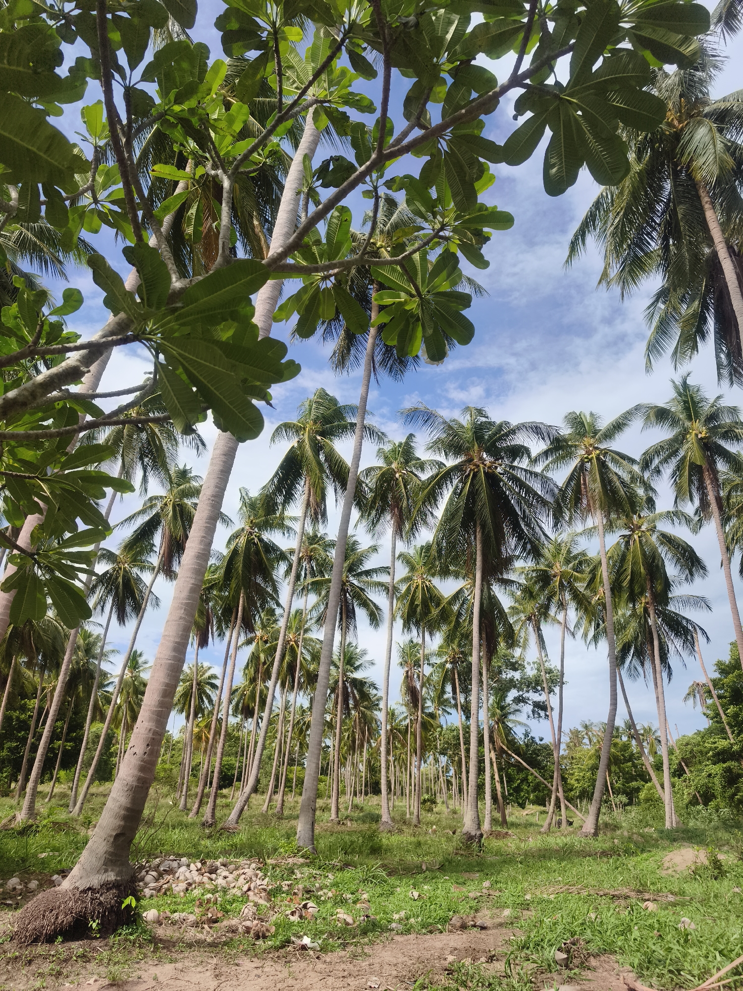 The image depicts a grove of tall, slender coconut palm trees in บ้านบางรักษ์, Thailand. The trees dominate the scene, their trunks rising from a ground covered in grass, scattered rocks, and fallen coconuts. Some trees are slightly tilted. A tree with large, rounded leaves is visible in the foreground on the left. The sky, visible through the canopy, is blue with scattered white clouds. Lush green foliage is seen in the background.