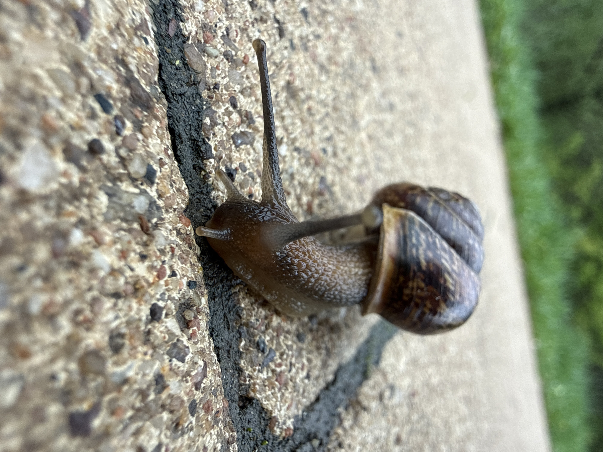 A snail is crawling on a concrete wall. The wall appears to be textured with pebbles and has a dark mortar line. The snail's body is visible, along with its shell and antennae. The background is out of focus, with a hint of greenery. There is no indication of this image being taken in Moscow, Russia.