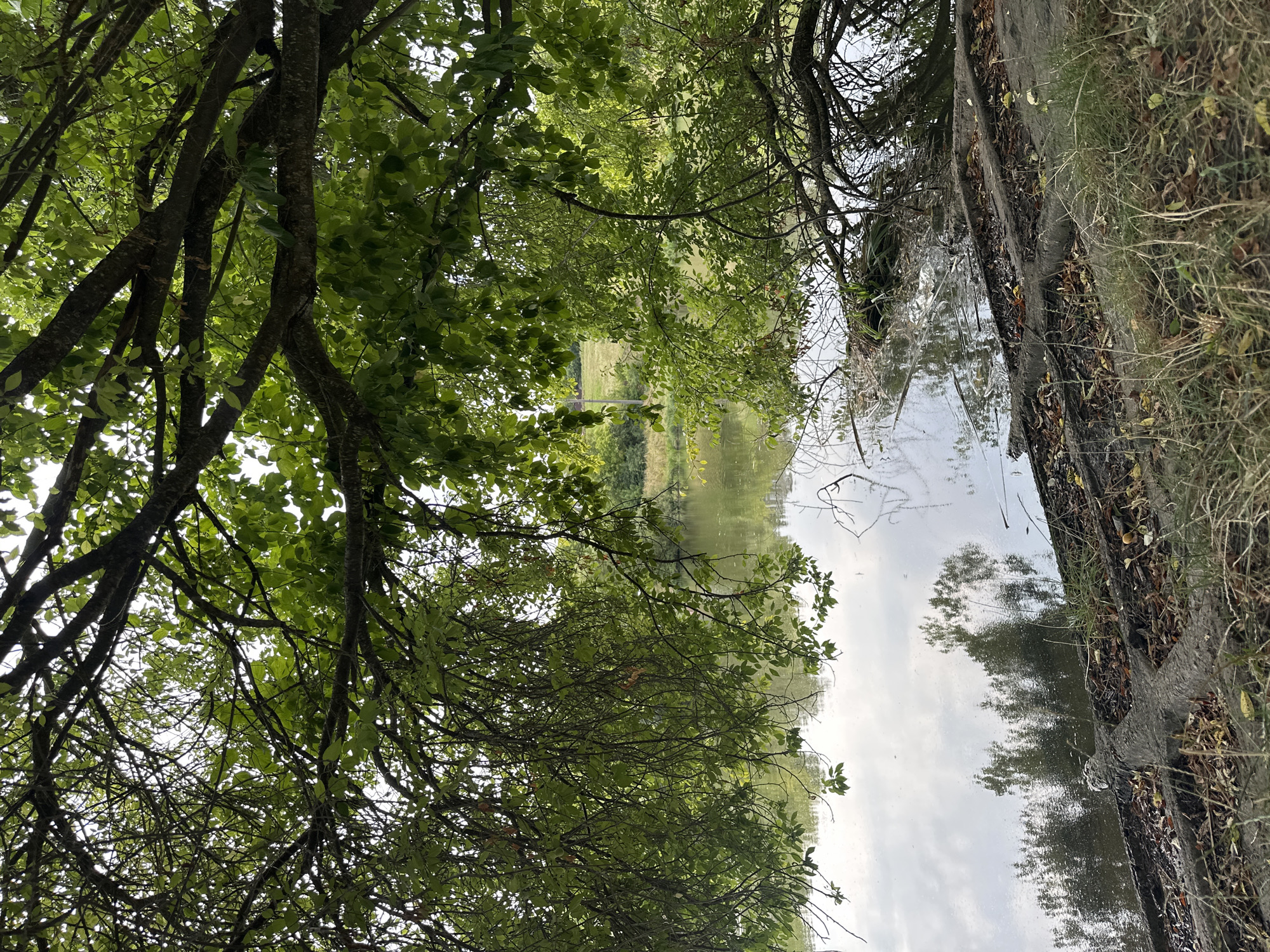 The image depicts a serene natural scene at the edge of a body of water, likely a pond or a slow-moving river. Overhanging tree branches with lush green leaves create a canopy, casting shadows and reflecting on the calm surface of the water. The water is still, mirroring the sky and the surrounding foliage. The foreground shows a bank with exposed tree roots and scattered leaves, suggesting a natural, possibly overgrown, setting. In the background, beyond the water, a gentle slope of green fields and trees can be seen under an overcast sky. The overall impression is one of tranquility and natural beauty. The scene is set in the village of Makiv, Ukraine.
