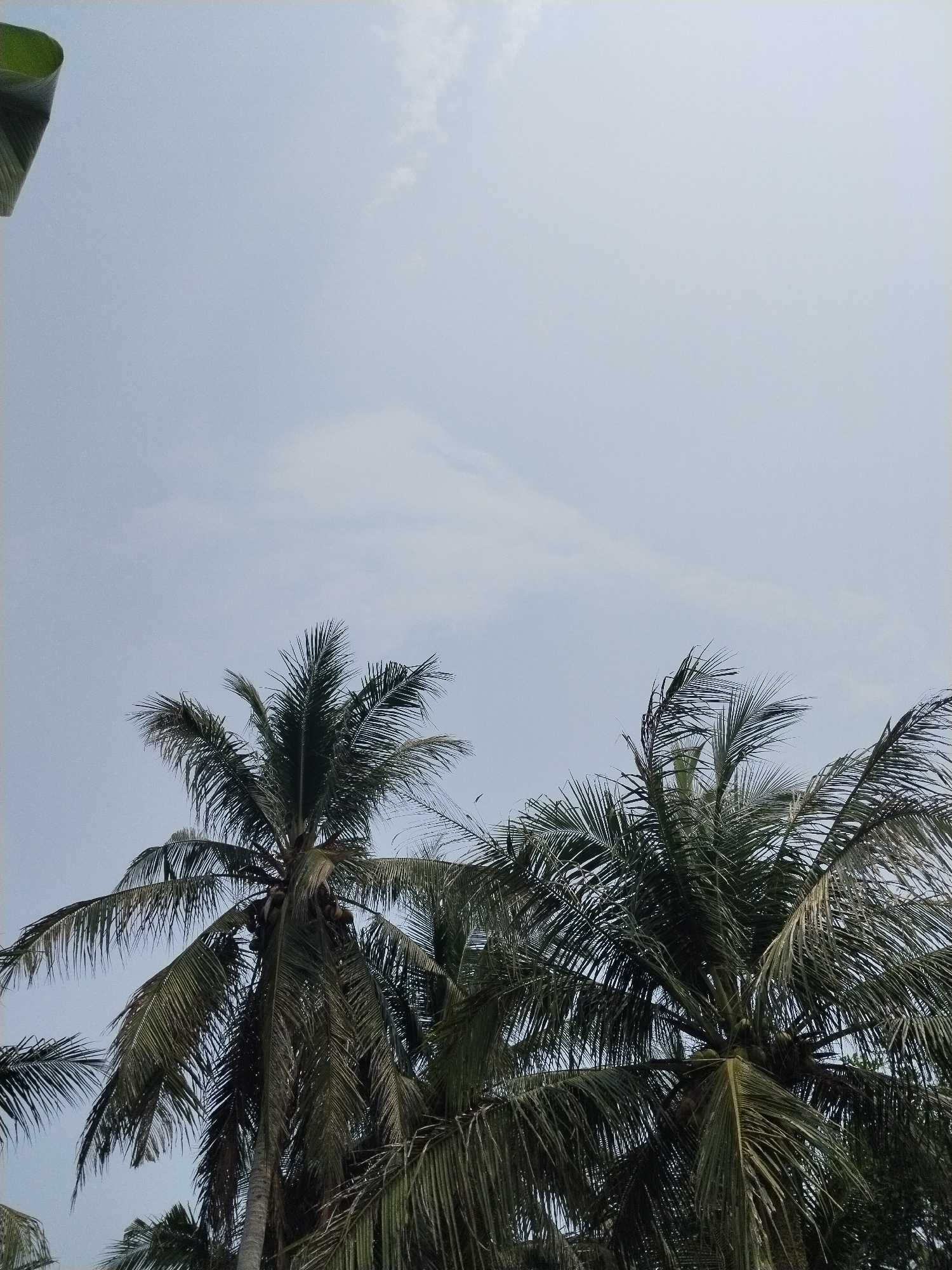 The image shows a view looking up at the sky, with the tops of several palm trees dominating the lower half of the frame. The sky is a pale, overcast blue with some wispy clouds. The palm trees are lush and green, with long, feathery fronds. Some of the trees have coconuts visible. The overall impression is one of a tropical environment. The location is identified as Kampung Baru, Indonesia. There are no people or specific actions depicted in the scene. The environment appears to be natural, with the focus on the vegetation against the sky.