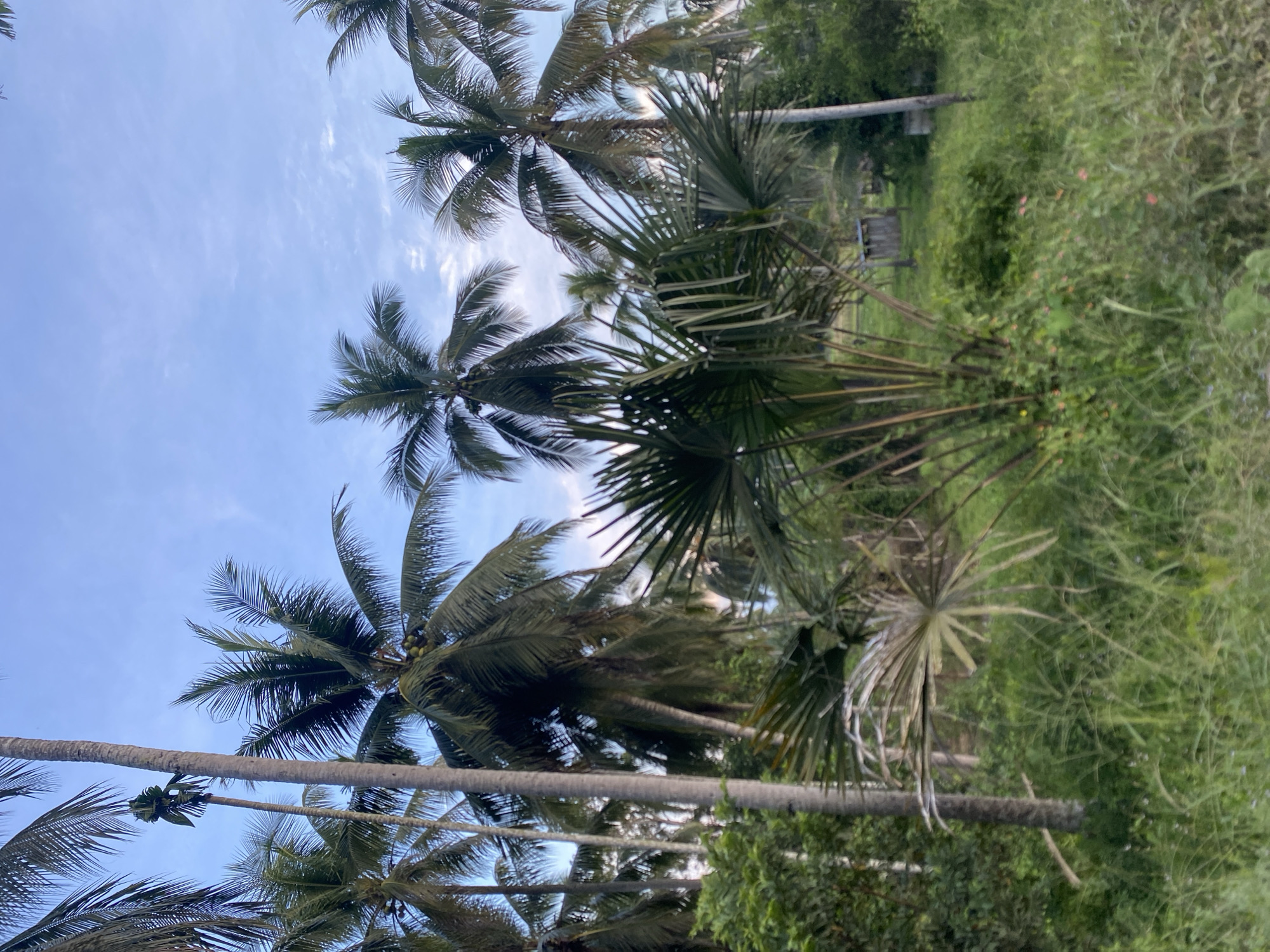 The image presents a view looking upwards through the dense foliage of a tropical landscape. Several coconut palm trees dominate the scene, their trunks and fronds reaching towards a pale blue sky with wispy clouds. Dense vegetation, including other types of palm trees with fan-shaped leaves, fills the lower part of the image. The perspective is angled upwards, suggesting the photograph was taken from ground level, looking towards the sky through the trees. Based on the prompt, this image was taken in Kruengbeukah, Indonesia.