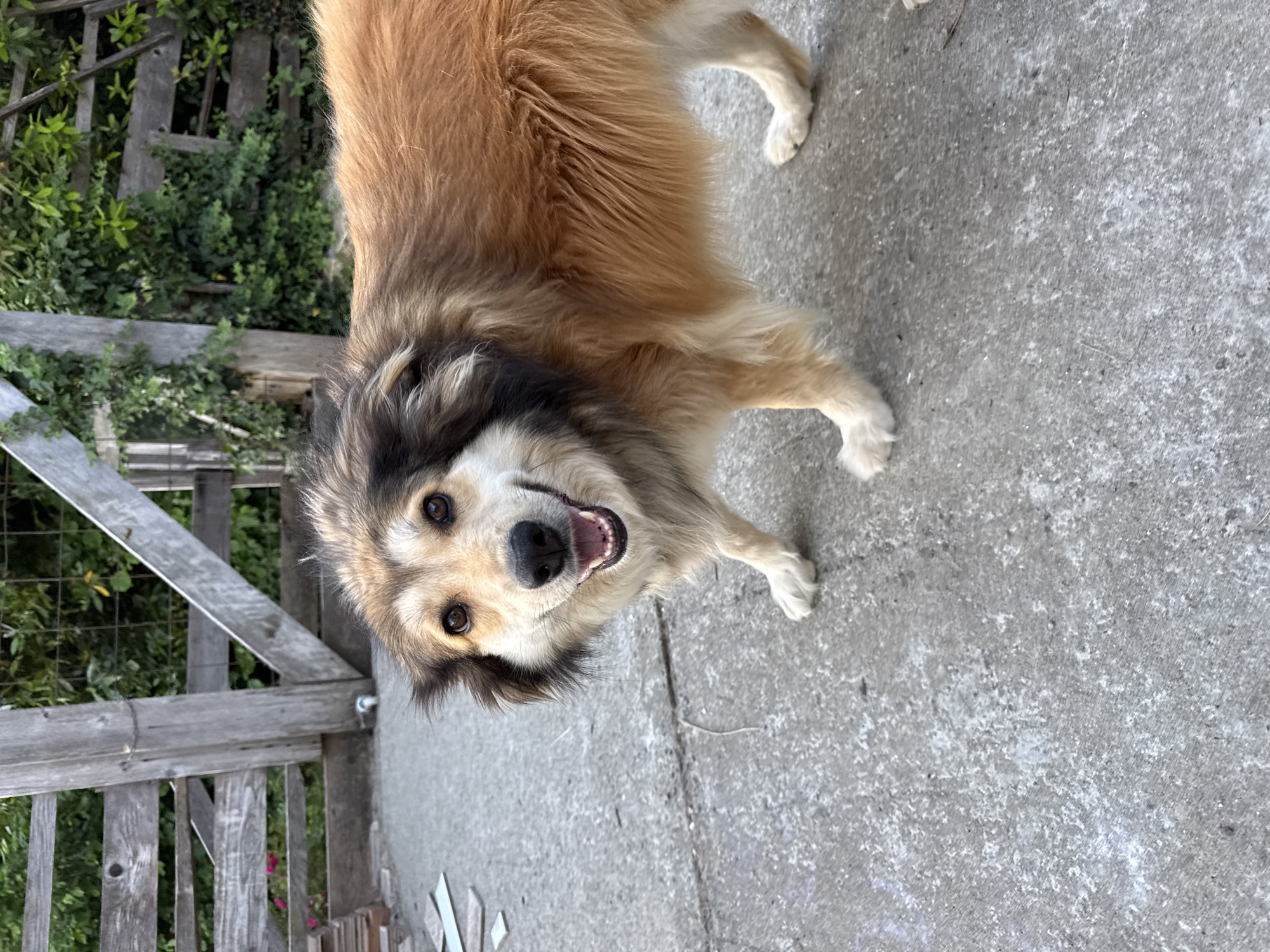 An adult dog with tan and brown fur stands on a concrete surface in what appears to be a yard or outdoor area. The dog is facing the camera with its mouth open in a smile. Behind the dog, a rustic wooden fence and lush green foliage are visible. The ground is a rough, light gray concrete with some scattered debris. The scene is set in Kroyanskoye, Russia.