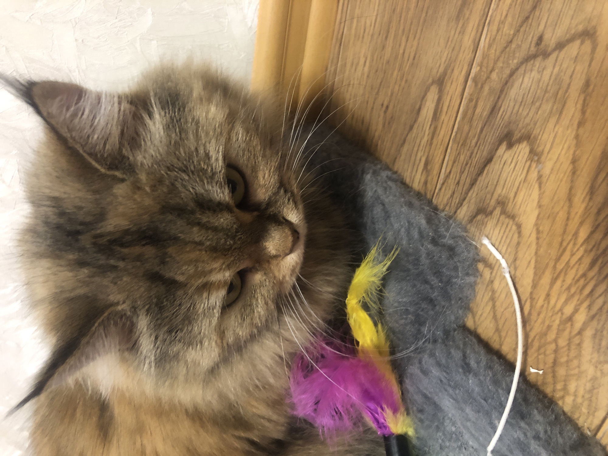 A fluffy, brown and tan cat is lying on a textured gray object next to a wooden surface. The cat is looking to the right, with its eye visible. In front of the cat, there are two brightly colored feathers, one yellow and one purple, attached to a black stick. A thin white string is also visible on the gray object, extending towards the right. The background consists of a textured white wall on the left and a wooden floor on the right, with a vertical wooden trim piece separating the two. The lighting is dim, suggesting the photo was taken indoors. The cat appears relaxed, possibly playing with the toy feathers. No text is visible in the image.