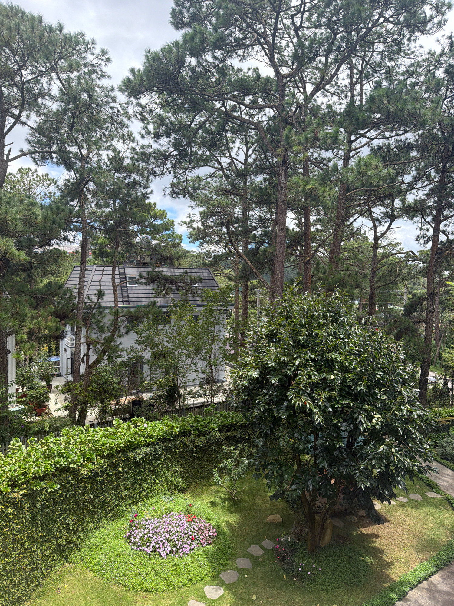 The image depicts a serene outdoor scene, likely in a residential area or garden, possibly in Xuân Trường - Đà Lạt, Vietnam, characterized by lush greenery and a temperate climate. Tall pine trees dominate the background, their dense foliage creating a natural canopy that filters the sunlight. Peeking through the trees is a modern house with a grey tiled roof, featuring dormer windows and a ladder leaning against the roofline.
In the foreground, a meticulously maintained garden unfolds. A thick, vibrant green hedge forms a boundary along the left side of the image, separating the manicured lawn from a paved pathway that curves into the distance on the right. The lawn is dotted with scattered flat stones, forming a natural walkway.
A prominent feature of the garden is a cluster of small, delicate pink flowers, interspersed with a few red blooms, creating a colorful focal point on the grass. To the right of this flower bed stands a large, leafy tree with dark green foliage, its branches casting a dappled shadow on the lawn beneath. The overall impression is one of tranquility and natural beauty, with a blend of natural and cultivated elements. The sky above is partly cloudy, suggesting a pleasant, mild day. There are no people visible in the image.