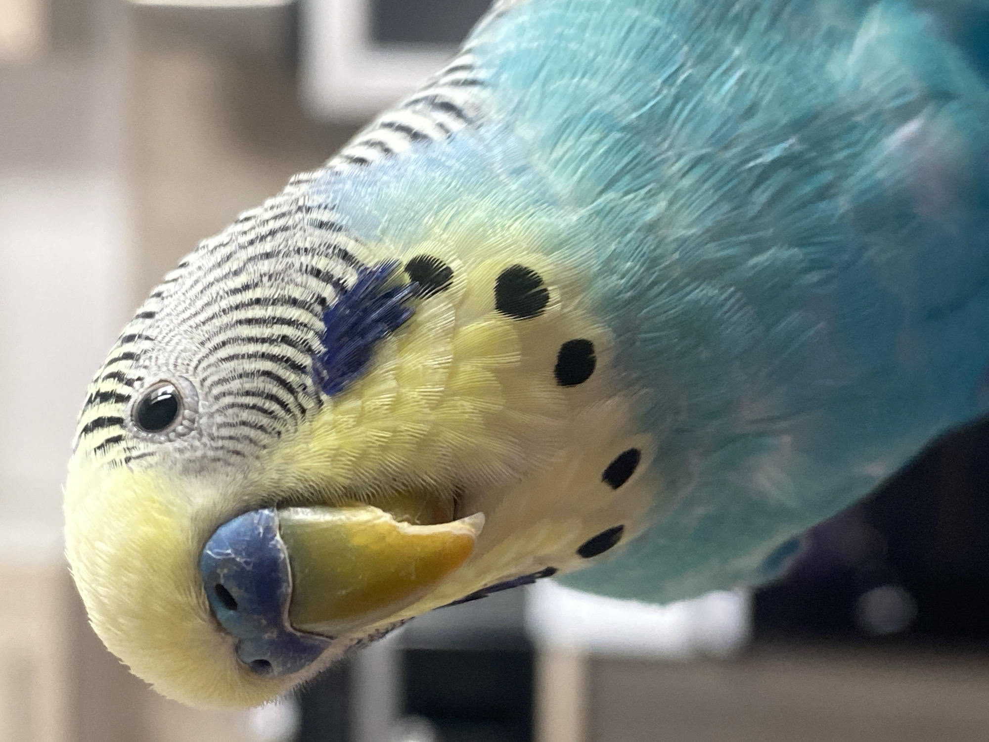 A close-up photograph shows a blue and yellow budgerigar parakeet. The bird is tilted toward the viewer, displaying its head, beak, and upper chest. The head features a striped pattern of black and gray, transitioning into yellow feathers around the face. The beak is two-toned, with blue near the nostrils and yellow forming the rest of the beak. The bird has several black spots near its yellow feathers. The feathers on the upper chest are mostly light blue. The background is blurred. No city is visible.