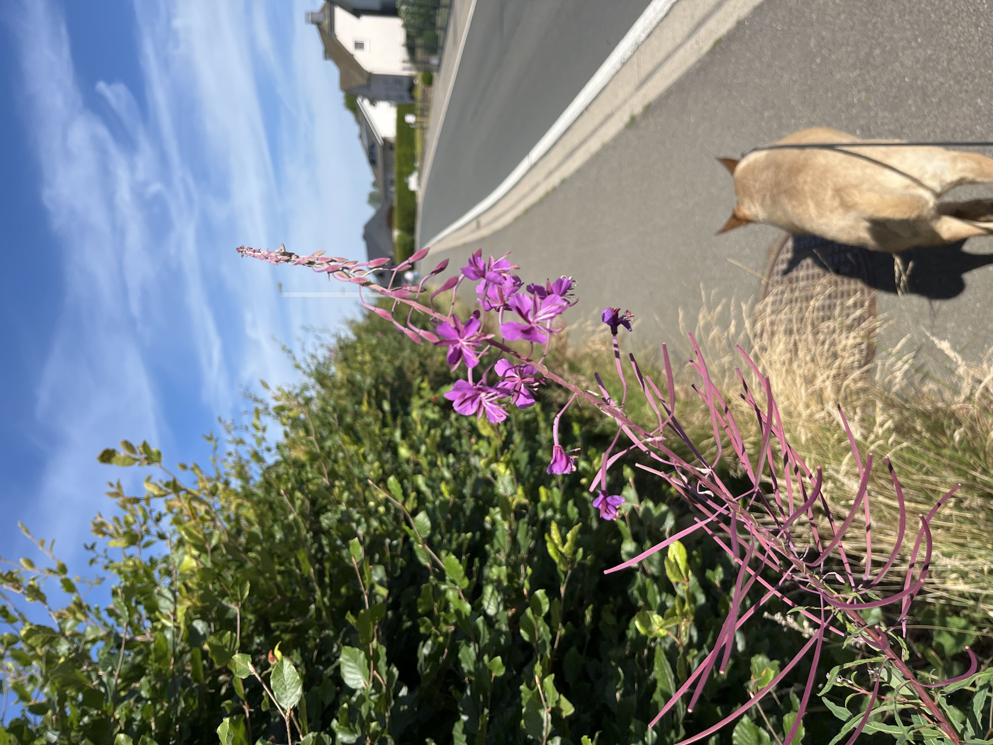 A close-up of a purple flower stalk with purple flowers and seed pods dominates the left foreground of the image. The flower stalk extends upwards diagonally to the right. Behind the flower is a dense green hedge. To the right of the hedge and flower is a paved sidewalk next to a road. A tan-colored dog on a black leash walks away from the camera on the sidewalk, casting a shadow. The road has a white line marking its edge. In the background, houses with light-colored roofs are visible, along with trees and a blue sky with wispy white clouds. The scene appears to be in a residential area along a road in Saint-Vith, Belgium.