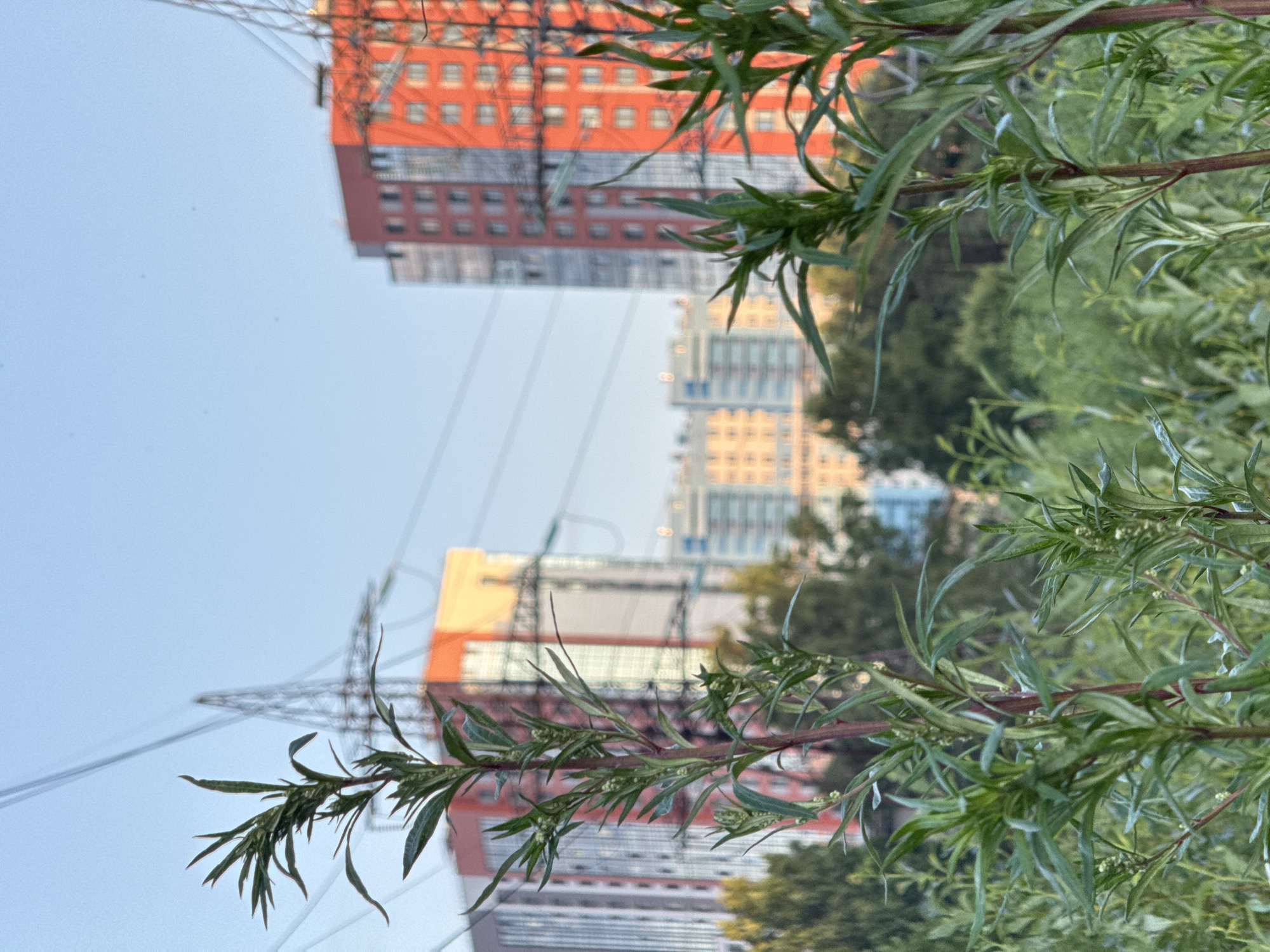 In the foreground, tall green plants with thin leaves and some small white buds are in sharp focus. Behind them, a blurred background depicts a cityscape under a clear, pale blue sky. Prominent in the background are two tall, modern buildings with bright orange facades, interspersed with grey, reflective windows. Power lines and tall metal transmission towers are visible between the buildings and extending across the sky. The scene appears to be a semi-urban or suburban environment, likely on the outskirts of a city, given the juxtaposition of nature and infrastructure. The lighting suggests it is either early morning or late afternoon. The location is Pargolovo, Russia.