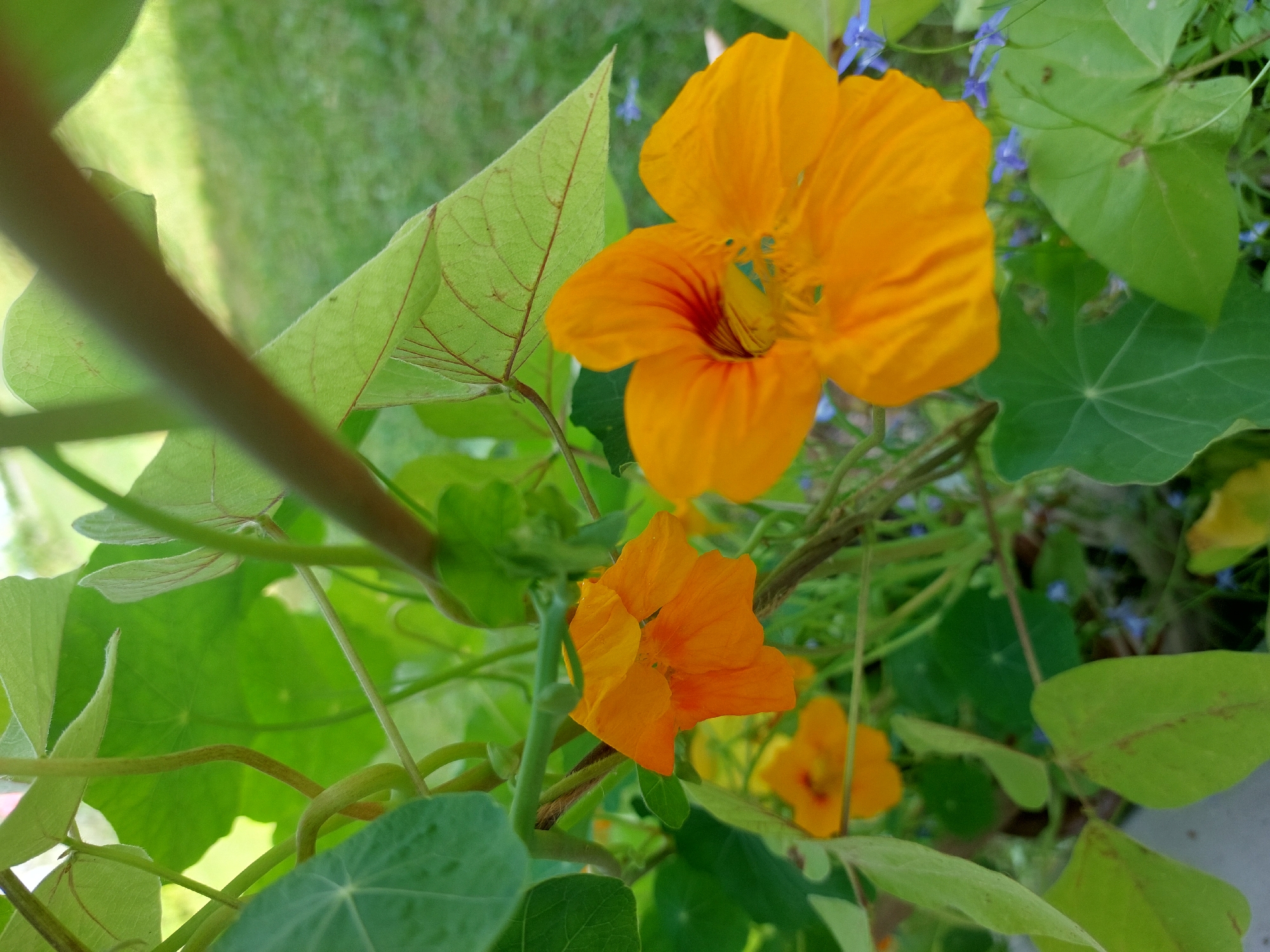 The image displays a close-up view of several bright orange nasturtium flowers with green leaves. The flowers are in various stages of bloom, with some fully open and others partially closed. The leaves are large and round, with prominent veins. The background shows a blurred expanse of green grass, suggesting an outdoor setting. The overall scene is natural and vibrant, characterized by the rich colors of the flowers and foliage. No people or specific structures are visible, indicating a focus on the flora. The location is specified as Антенна Снт, Russia, which implies a garden or natural area within that region.