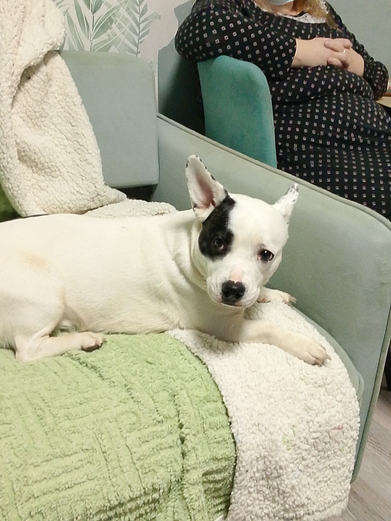 A white dog with black markings around its left eye rests on a light green and white blanket, which is placed on a light green armchair. A person wearing a black and white patterned dress sits in another armchair in the background. The dog is the main focus of the image. The setting appears to be indoors. There is wallpaper with a leaf pattern visible behind the chair. The location is unknown, and there is no information to suggest the image was taken in Izhevsk, Russia.