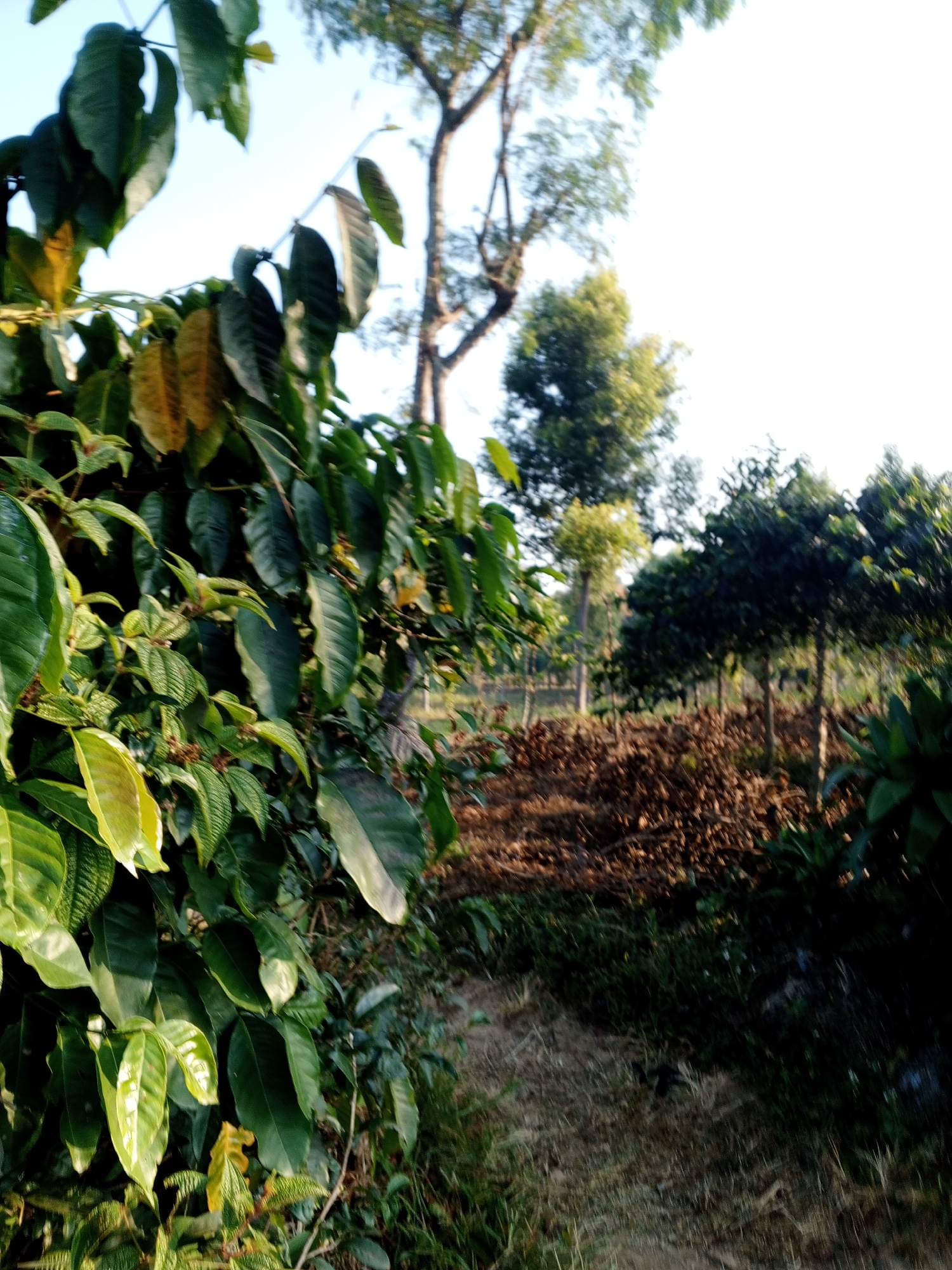 In Yakkurugala, Sri Lanka, this image captures a lush coffee plantation. In the foreground, the vibrant green leaves of coffee plants dominate, some showing hints of yellowing. A narrow, dirt path winds through the plantation, leading towards a densely planted area of coffee trees. The background reveals more coffee trees interspersed with other vegetation. The ground is covered with dried leaves and debris, characteristic of a coffee plantation. The sky above is clear and bright, suggesting a sunny day. The scene appears tranquil and undisturbed, with no people or animals visible.