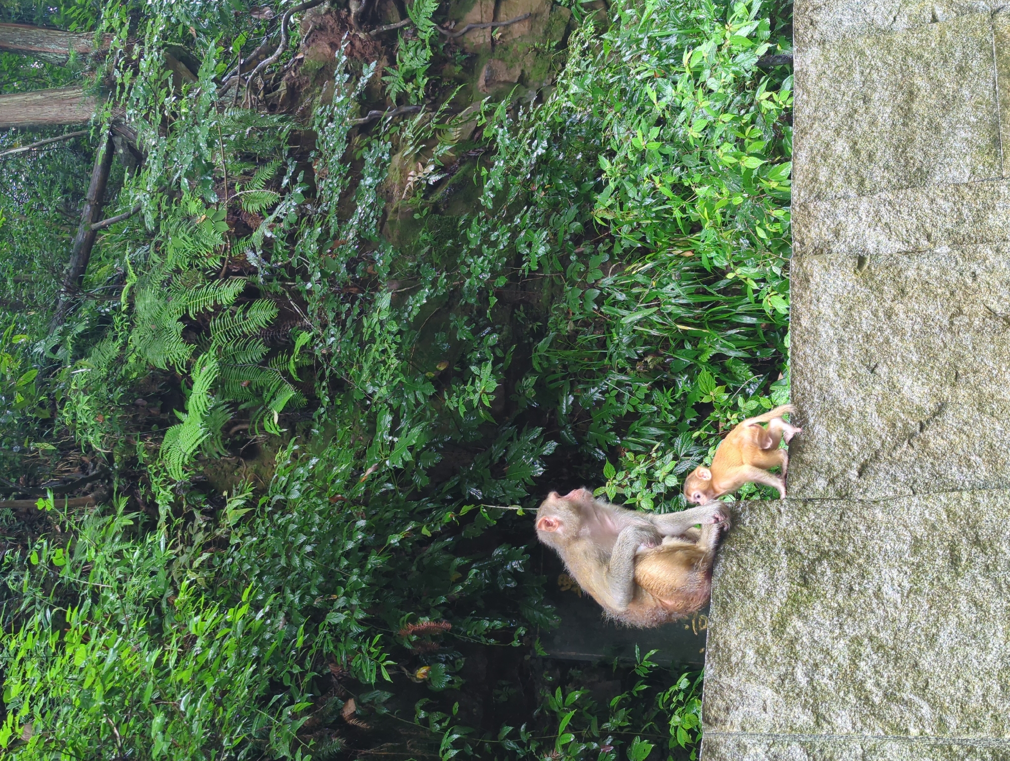 In Luoguta, China, a mother monkey and her infant sit on a textured stone wall. The mother, larger and with light brown fur, is positioned on the left, facing right with her hind legs tucked beneath her. Her infant, smaller and with a distinctly orangey hue, sits to her right, facing the mother and appearing to interact with her leg. Both are situated against a backdrop of lush, dense green foliage and ferns, suggesting a natural, possibly mountainous or jungle-like environment, with a weathered rock face visible behind the vegetation. The stone wall itself is a prominent feature in the foreground, characterized by its rough, uneven surface and a slightly mossy appearance. The lighting suggests an overcast or shaded day, with the scene appearing damp, possibly from rain, as evidenced by the sheen on the leaves.