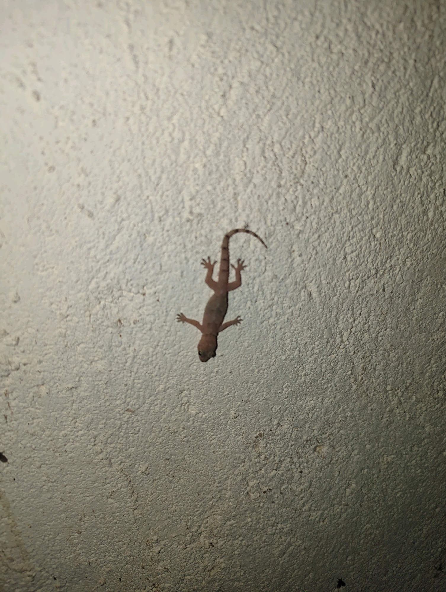 A small, light brown lizard with dark brown markings is clinging to a textured, off-white wall in Musanze District, Rwanda. The lizard is positioned in the center of the frame, oriented head-down. Its body is elongated, with distinct limbs splayed outwards. The wall surface is rough and uneven, with visible imperfections and shadows that suggest artificial lighting. No other subjects or significant objects are present in the immediate vicinity.