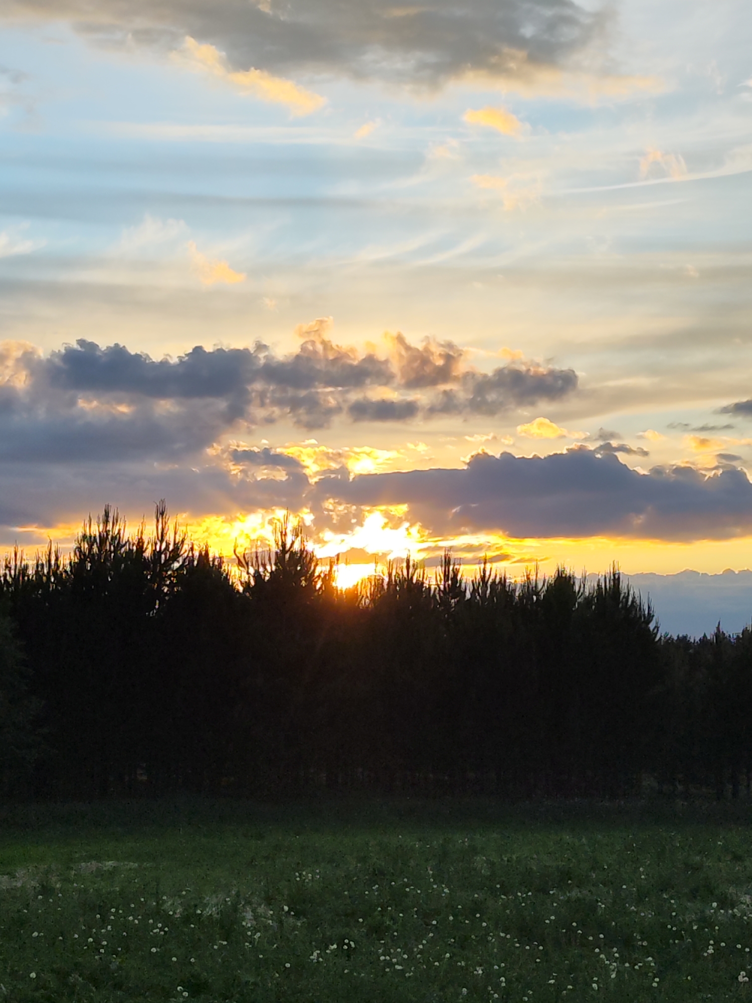 The image shows a sunset landscape with a field of wildflowers in the foreground. A dense line of coniferous trees forms a dark silhouette against the bright sunset sky. The sky is filled with layered clouds illuminated with yellow and orange hues. The photo appears to be taken outdoors, capturing a rural or semi-rural scene. The location is Chaikovsky, Russia.
