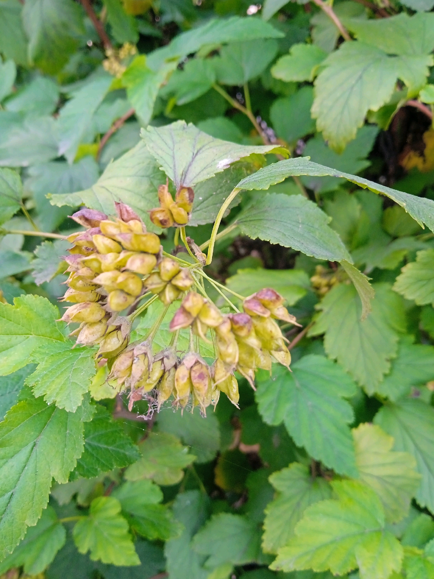 The image shows a close-up of a branch with green leaves and seed pods. The seed pods are clustered together and are a yellowish-green color, some with reddish-brown tips. The leaves are serrated and have a slightly textured surface. The background is filled with more green foliage, suggesting an outdoor setting. The image does not contain any people, actions, or interactions, and there is no indication of it being located in the city of Lida, Belarus. The description is purely based on the visual content of the photograph.