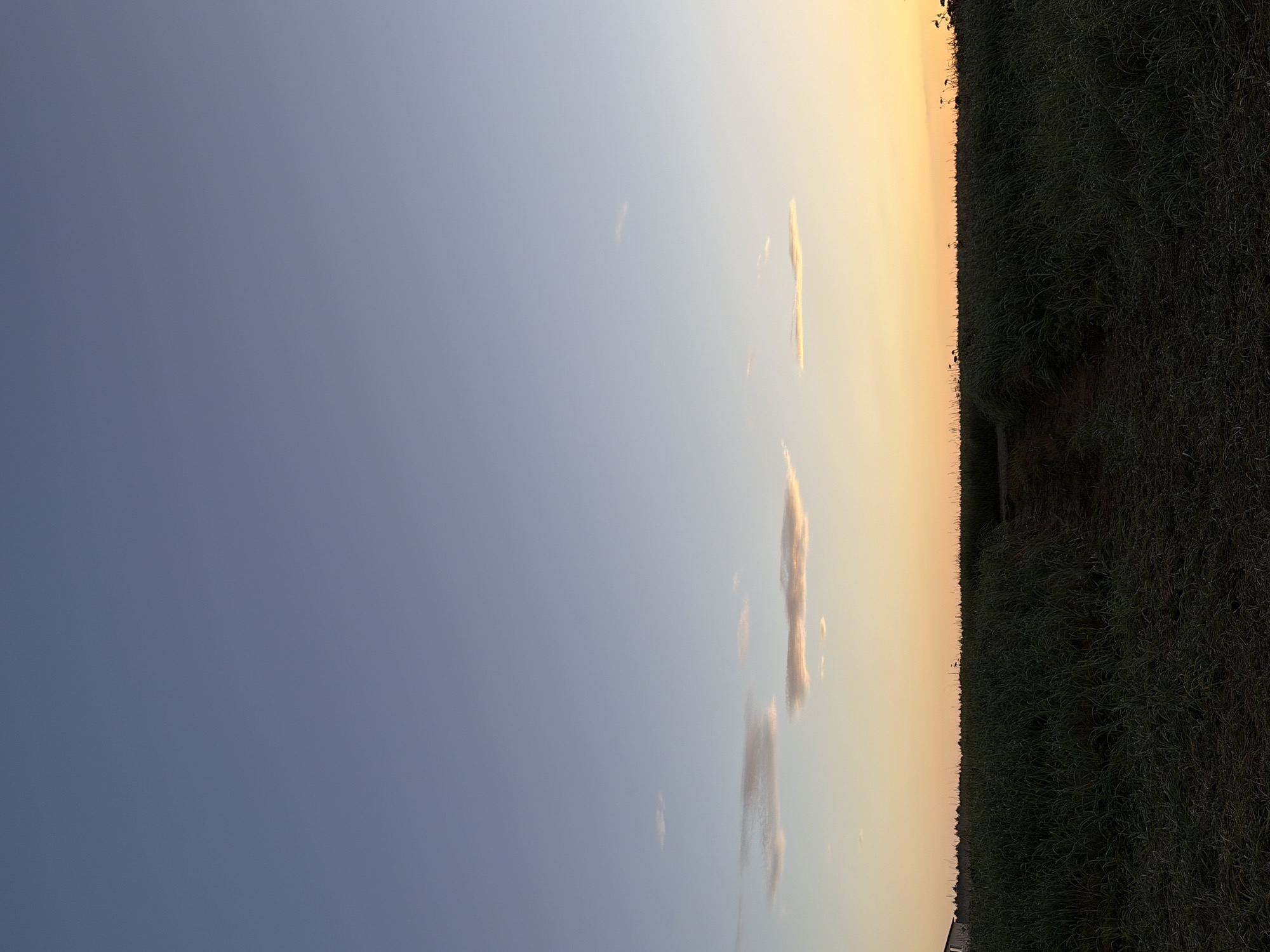 The image depicts a rural landscape in Ozerskoe, Russia, at dusk. The sky transitions from a clear, deep blue at the top to a warm orange and yellow hue near the horizon, indicating sunset. Several wispy clouds are scattered across the sky, catching the last rays of sunlight and appearing tinged with pink and orange.
In the foreground, a dense field of tall, dark green grass stretches across the frame. The grass appears slightly overgrown and uneven, with a visible path or track cutting through it, suggesting it may be a rural road or trail. The path is partially obscured by the grass. To the far left of the image, a small portion of a building with a light-colored roof is visible, peeking above the treeline.
The horizon is marked by a dark line of trees, silhouetted against the brighter sky. Scattered above the treeline, the shapes of dried plants or reeds are visible. The overall impression is one of a tranquil, natural setting at the end of the day. There are no people or animals present in the image. The scene is static and peaceful.
