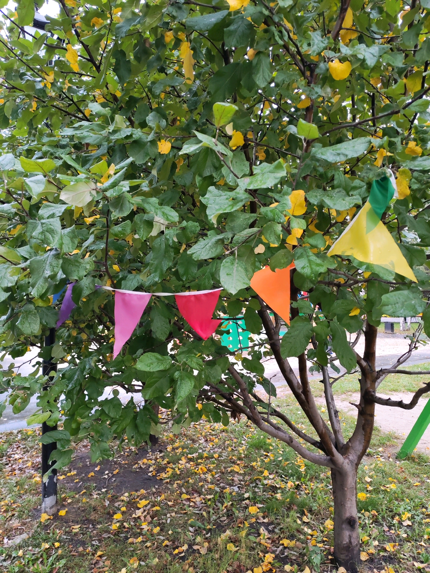 The image shows a small tree adorned with a string of colorful triangular flags. The tree is situated outdoors, on a grassy area with fallen yellow leaves scattered on the ground, suggesting it is autumn. The tree has green leaves, some of which are tinged with yellow, indicating the changing season. The flags are strung between the branches of the tree, with colors including purple, pink, red, orange, yellow, and green. In the background, there are glimpses of playground equipment, including a green structure. The overall scene appears to be in a public space, possibly a park or a schoolyard. The image is taken during daylight hours, and the weather appears to be overcast or after rain, as evidenced by the wet appearance of the leaves.