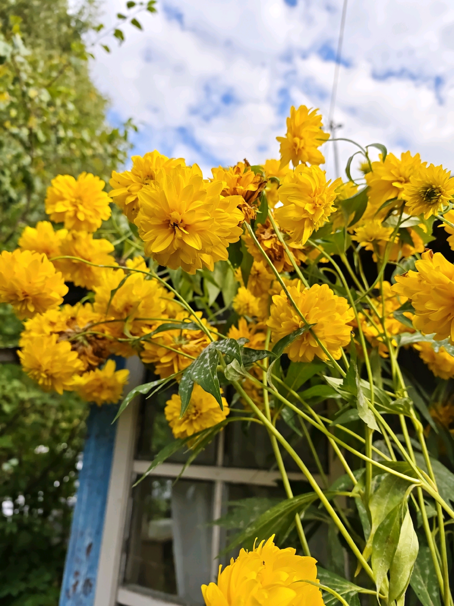 A low-angle, eye-level, medium outdoor shot captures a cluster of bright yellow, double-petaled flowers, possibly Rudbeckia 'Gold Ball' or a similar variety. The flowers dominate the foreground, with their vibrant yellow petals creating a dense, textured mass. They are supported by numerous thin, green stems that twist and turn throughout the frame. In the background, partially obscured by the flowers and their foliage, is a weathered blue wooden structure with a white-framed window. The windowpane reflects the sky, which is a vibrant blue with scattered white clouds. Green foliage from trees and other plants can be seen in the upper left portion of the image, suggesting a natural or garden setting. The scene is likely located in a rural or semi-rural area, given the presence of the wooden structure and the natural vegetation. The overall impression is one of a bright, sunny day in a garden or yard. This image was captured in the vicinity of Svino SNT, Russia.