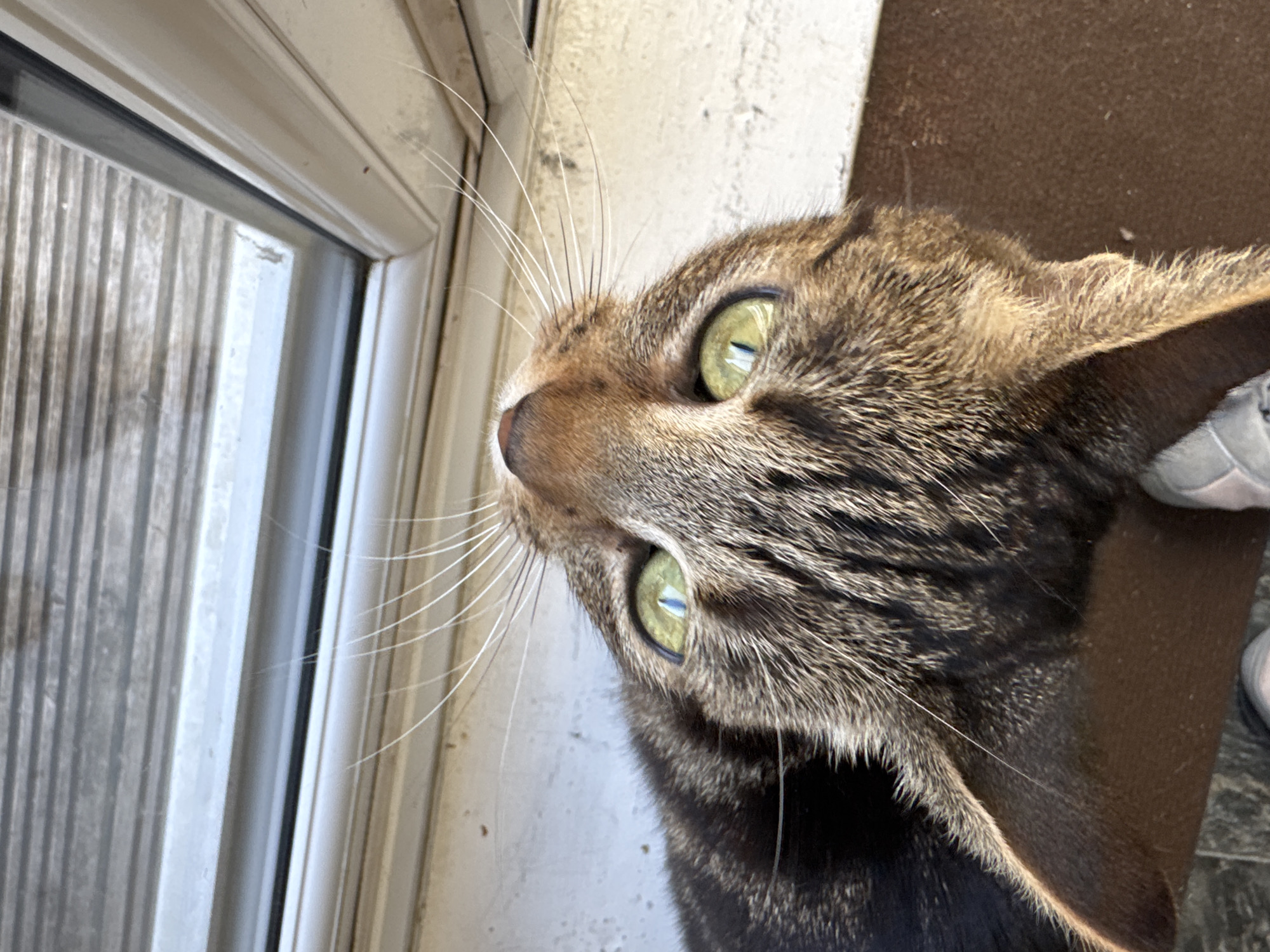 A close-up, angled shot shows a brown tabby cat with green eyes looking out a window. The window appears to be a sliding glass door or similar structure, with visible vertical blinds or similar texture on the outside. The cat's face is the primary focus, showing whiskers, nose, and detailed fur patterns. The surrounding environment includes a white window frame and possibly a brown floor. The image does not contain enough information to determine the specific location in Desborough, United Kingdom. No people are clearly visible.