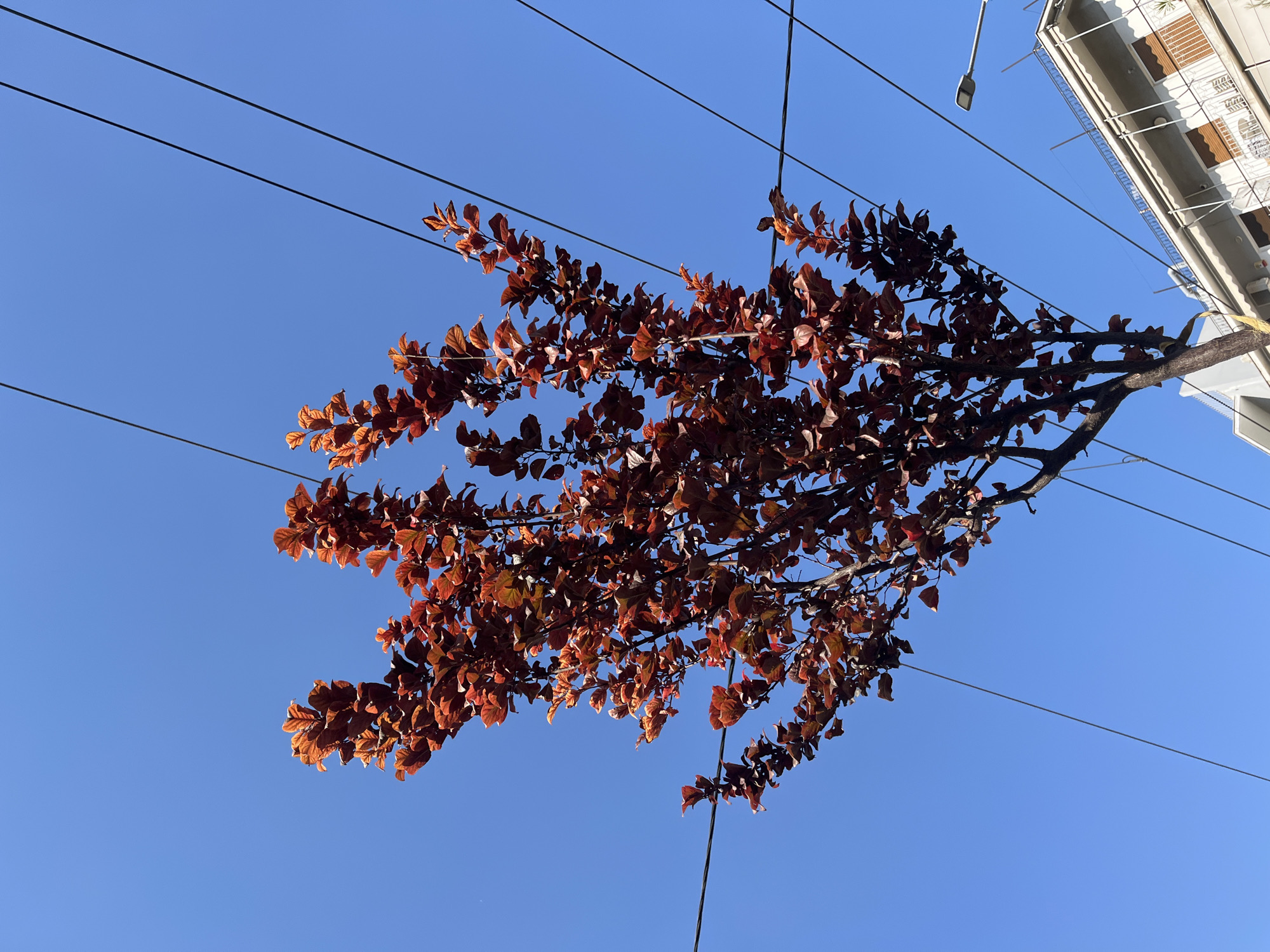 In Athens, Greece, against a clear, bright blue sky, a tree with vibrant reddish-brown leaves is prominently featured. The tree's foliage is dense and spreads upwards and outwards, catching the sunlight. Several black power lines crisscross the sky behind and around the tree, appearing to be suspended at various heights. In the lower right portion of the image, a portion of a modern building is visible. This building has multiple stories with balconies, awnings, and windows. A street lamp is also visible on top of the building. The overall scene depicts a common urban landscape, with nature and man-made infrastructure coexisting under a sunny sky.