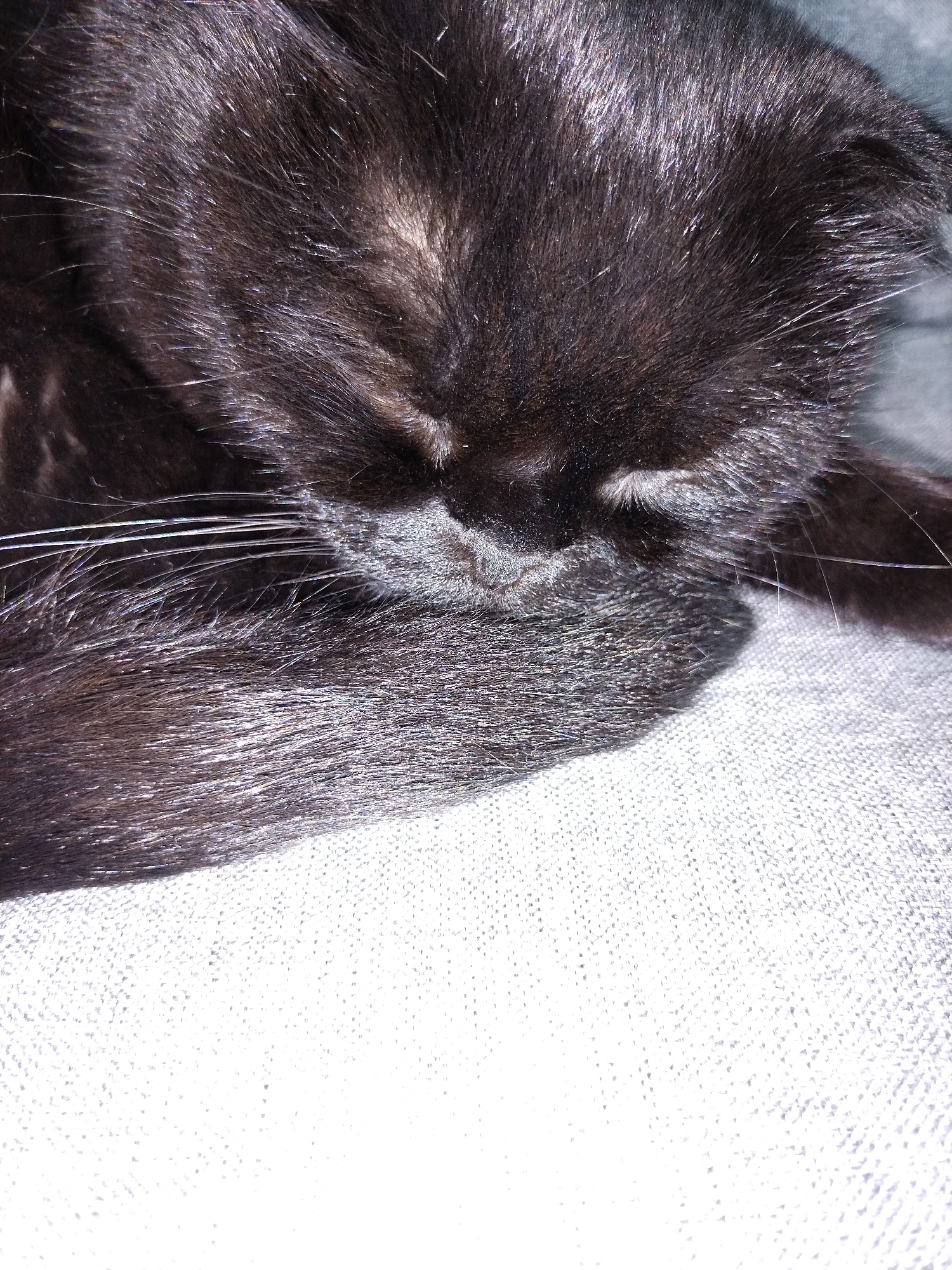 A close-up, high-angle, eye-level shot captures a black kitten sleeping on a textured grey surface, likely a blanket or upholstered furniture. The kitten's face is partially obscured by its paws, with its eyes closed and ears folded. Long, white whiskers are visible extending from its muzzle. The background transitions to a lighter, brighter textured surface, possibly a different fabric or a wall. The lighting creates subtle highlights on the kitten's fur, suggesting an indoor environment. No specific city or location details are discernible from the image.