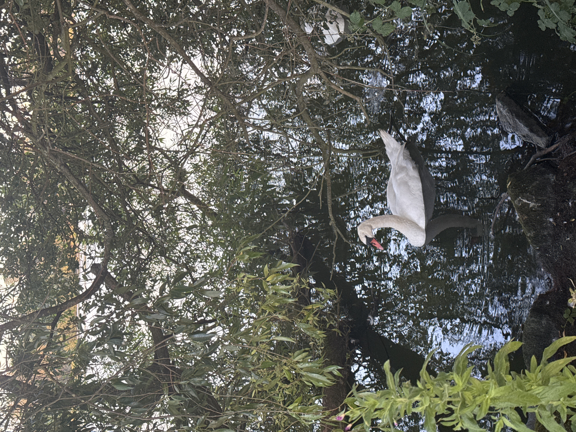 The image shows a white swan swimming in dark water beneath the branches of a weeping willow tree. The swan is in the lower right quadrant of the frame, with its head turned towards the left. The water is reflective, showing the dappled light from the sky filtering through the leaves. The foreground on the left is dominated by lush green foliage and some pink flower buds. On the right side of the image, a portion of another white swan is visible, partially obscured by the tree branches. The scene appears to be a natural body of water, possibly a pond or lake, with overhanging trees providing shade and a sense of enclosure. The location is identified as Craigavon, United Kingdom.