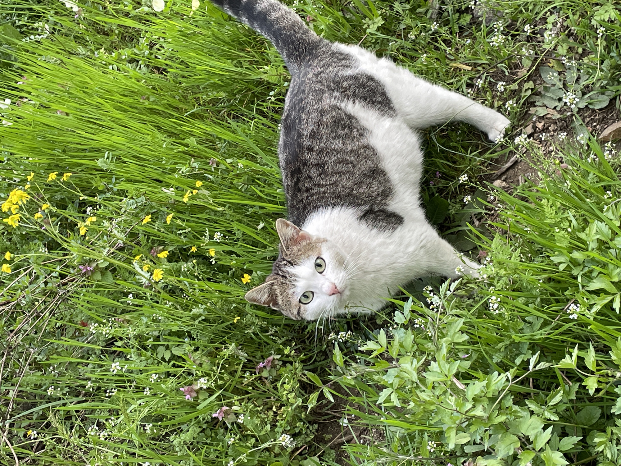 A gray-and-white tabby cat lies in a field of long green grass interspersed with small yellow and white wildflowers. The cat is facing the camera, looking upwards with green eyes. The cat's tail is extended towards the top left corner of the image. The location is likely outdoors, given the presence of grass and vegetation. The specific location in Zlatograd, Bulgaria, cannot be determined from this single image.