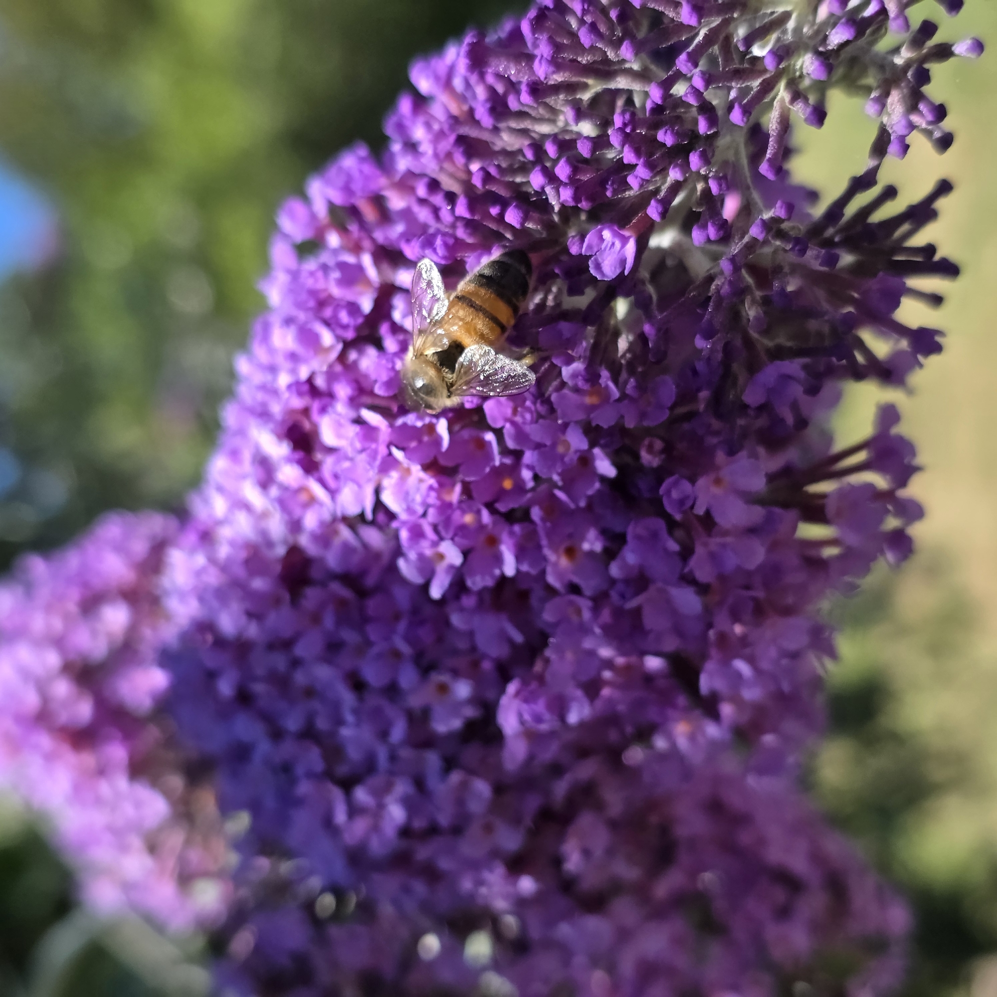A close-up, low-angle shot captures a honeybee resting on a cluster of small, vibrant purple flowers. The bee, positioned on the right side of the frame, exhibits its characteristic striped abdomen and transparent wings. The flowers are densely packed, forming a large, elongated inflorescence that dominates the foreground. The background is softly blurred, with hints of green foliage and a bright blue sky visible, suggesting an outdoor, natural setting. The lighting appears to be natural sunlight, casting subtle shadows and highlighting the textures of the flowers and the bee. The image was taken in Portland, United States of America.