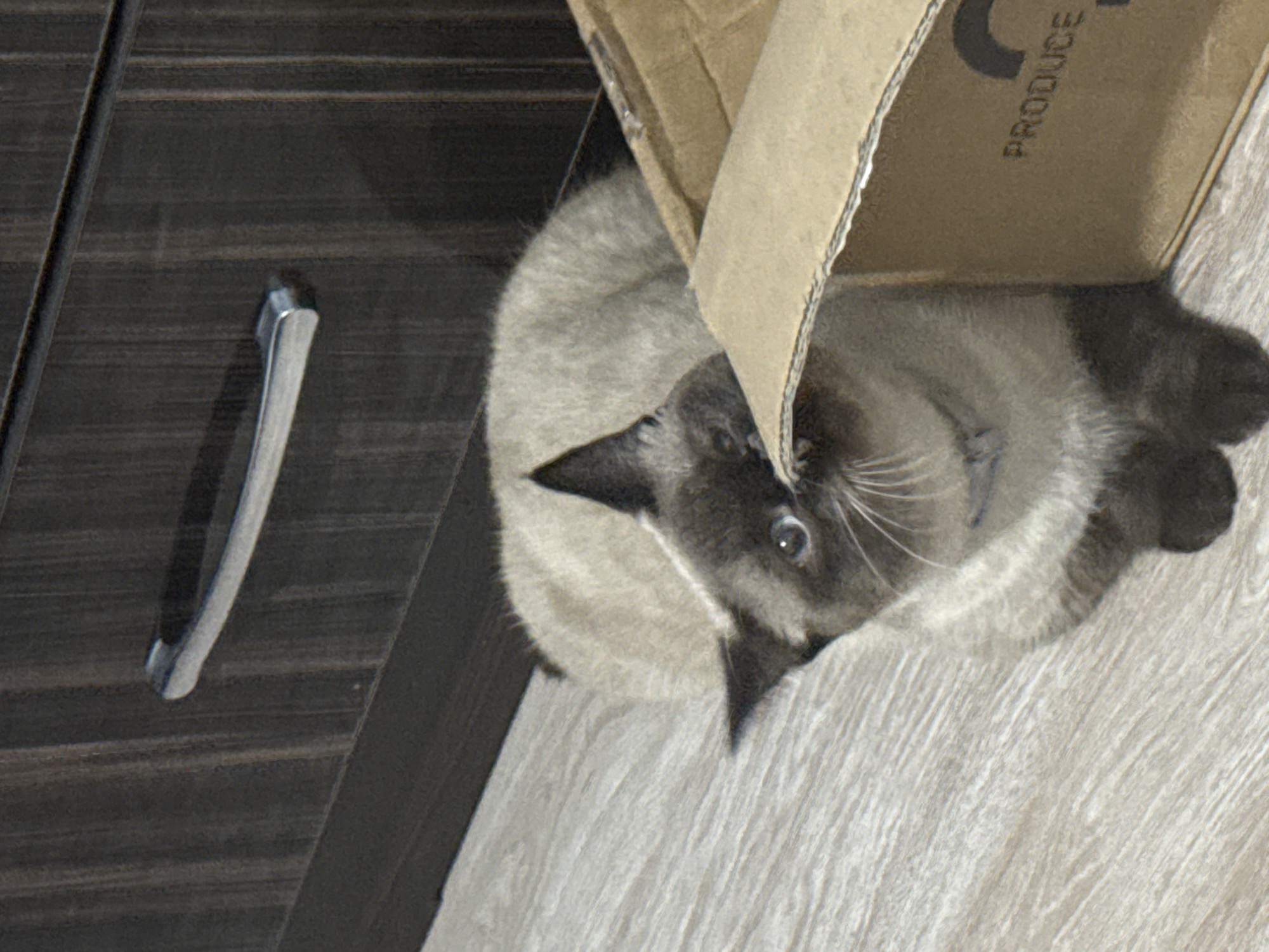 A Siamese cat with light brown fur and darker brown markings on its face, ears, and legs is lying on a light-colored wooden floor. The cat is partially inside a cardboard box, with its head peeking out and its mouth near the edge of the box. The box has the word "PRODUCE" printed on its side. In the background, there is a dark brown wooden cabinet with a silver handle. The scene is indoors, with no indication of the city of Vostok, Kyrgyzstan.