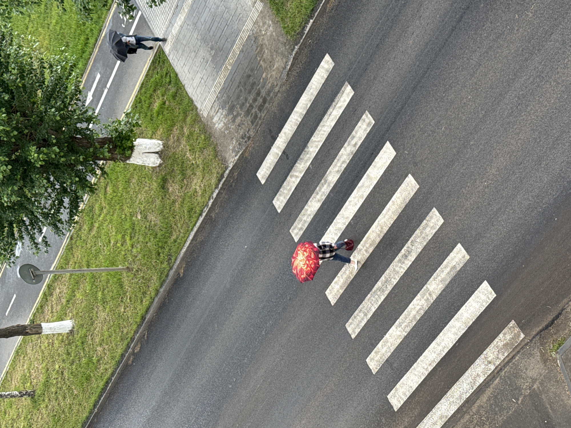 An overhead shot captures an urban street scene in Votkinsk, Russia, from a high angle, looking downwards. The image shows a multi-layered environment consisting of a paved road, a zebra crossing, a sidewalk, and grassy verges with trees.
Two individuals are visible. In the foreground, a person holding a vibrant red umbrella with a swirling pattern crosses the street on a white zebra crossing. They are dressed in a plaid top, dark pants, and light-colored shoes. Further in the background, another person, dressed in dark clothing, walks along a narrow paved path that appears to be a cycling or pedestrian lane, holding a dark umbrella. This path runs parallel to the main road and is separated by a strip of grass.
The weather appears to be overcast or recently rainy, as both individuals are using umbrellas and the asphalt and paved surfaces show some dampness. The main road is dark asphalt, marked with the white stripes of the zebra crossing. Adjacent to the road is a thin curb, followed by a strip of well-maintained green grass. Beyond this grass is the narrow paved path with white arrow markings indicating direction. To the left of the image, a large tree with lush green foliage stands, with its trunk partially painted white. Another grassy area and a grey tiled sidewalk with tactile paving run parallel to the paved path, bordering what appears to be another section of road or development. A street lamp post is also visible in the grassy median. The time of day is daytime, likely during daylight hours but without direct sunlight.