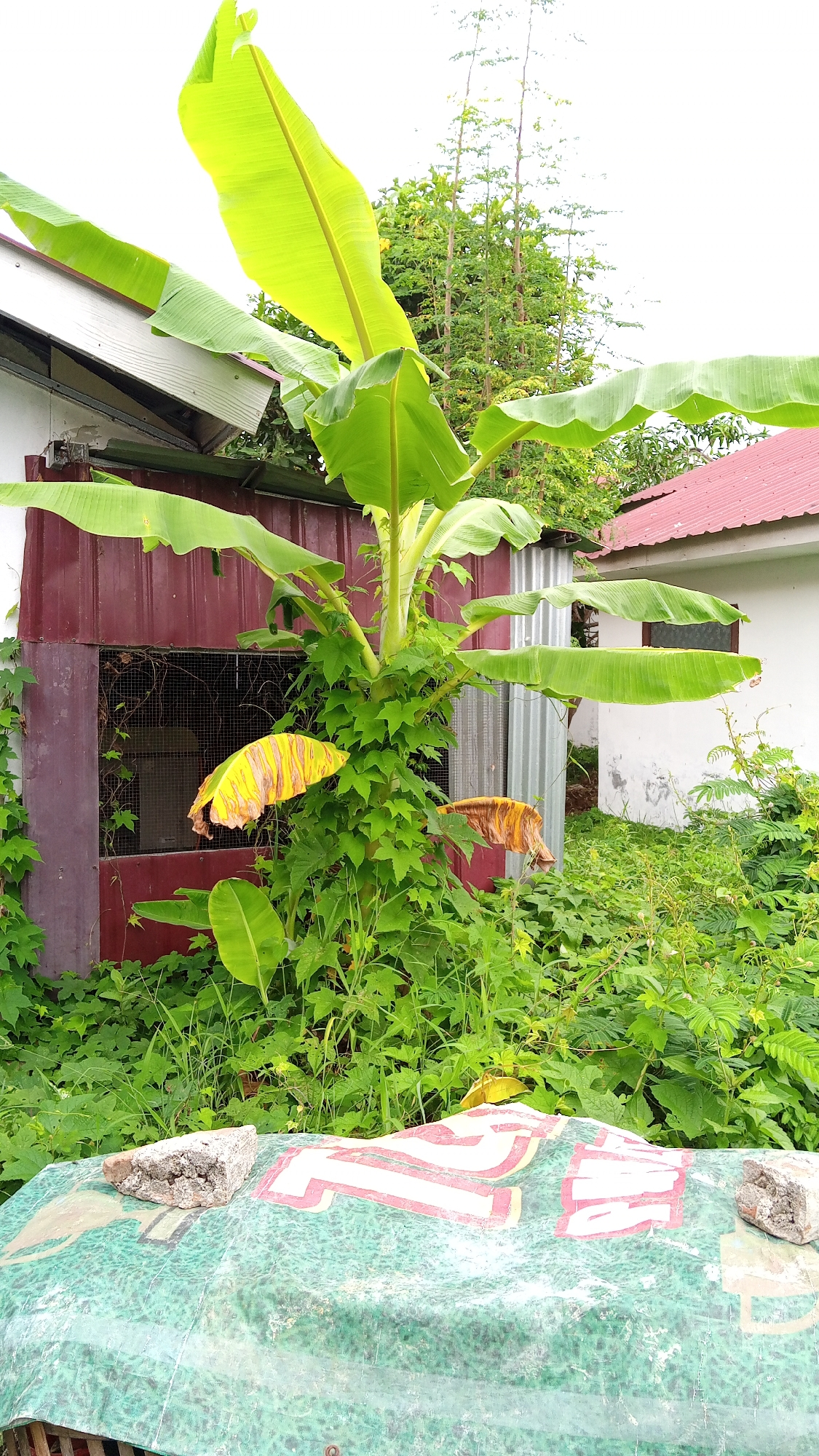 In Buketteukuh, Indonesia, a banana tree stands tall in front of a rustic red structure, its broad green leaves reaching towards a cloudy sky. The structure appears to be an outdoor enclosure with a metal grille and is partially covered by a white and green tarp. To the right of the enclosure, a white building with a red roof is visible, its wall showing signs of age and wear. The ground is covered in lush green vegetation, with some yellowing banana leaves scattered among the plants. In the foreground, a section of the tarp is visible, adorned with red and white lettering, with a piece of concrete resting on it. The overall scene conveys a sense of overgrown nature reclaiming man-made structures.